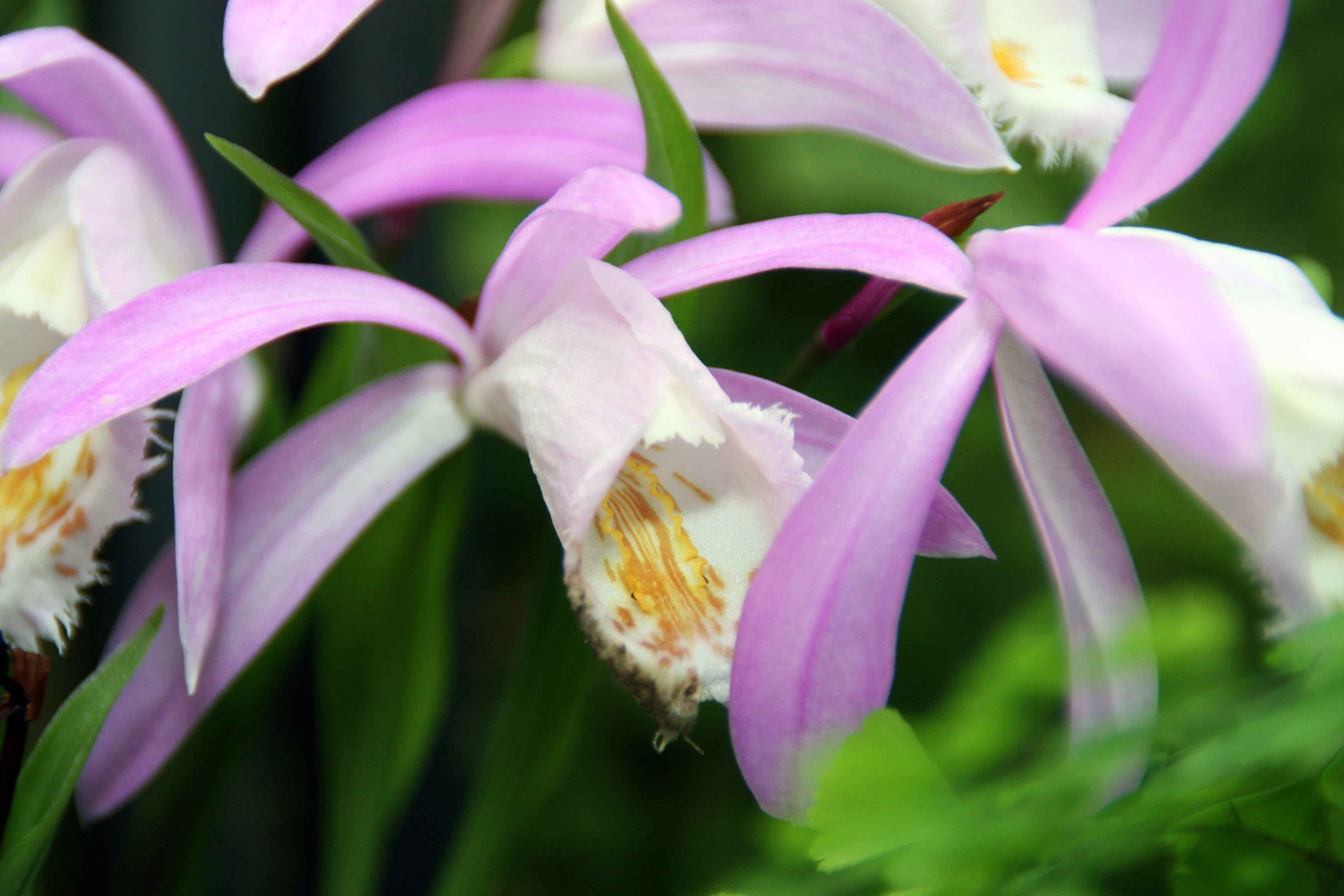 Photograph of Pleione