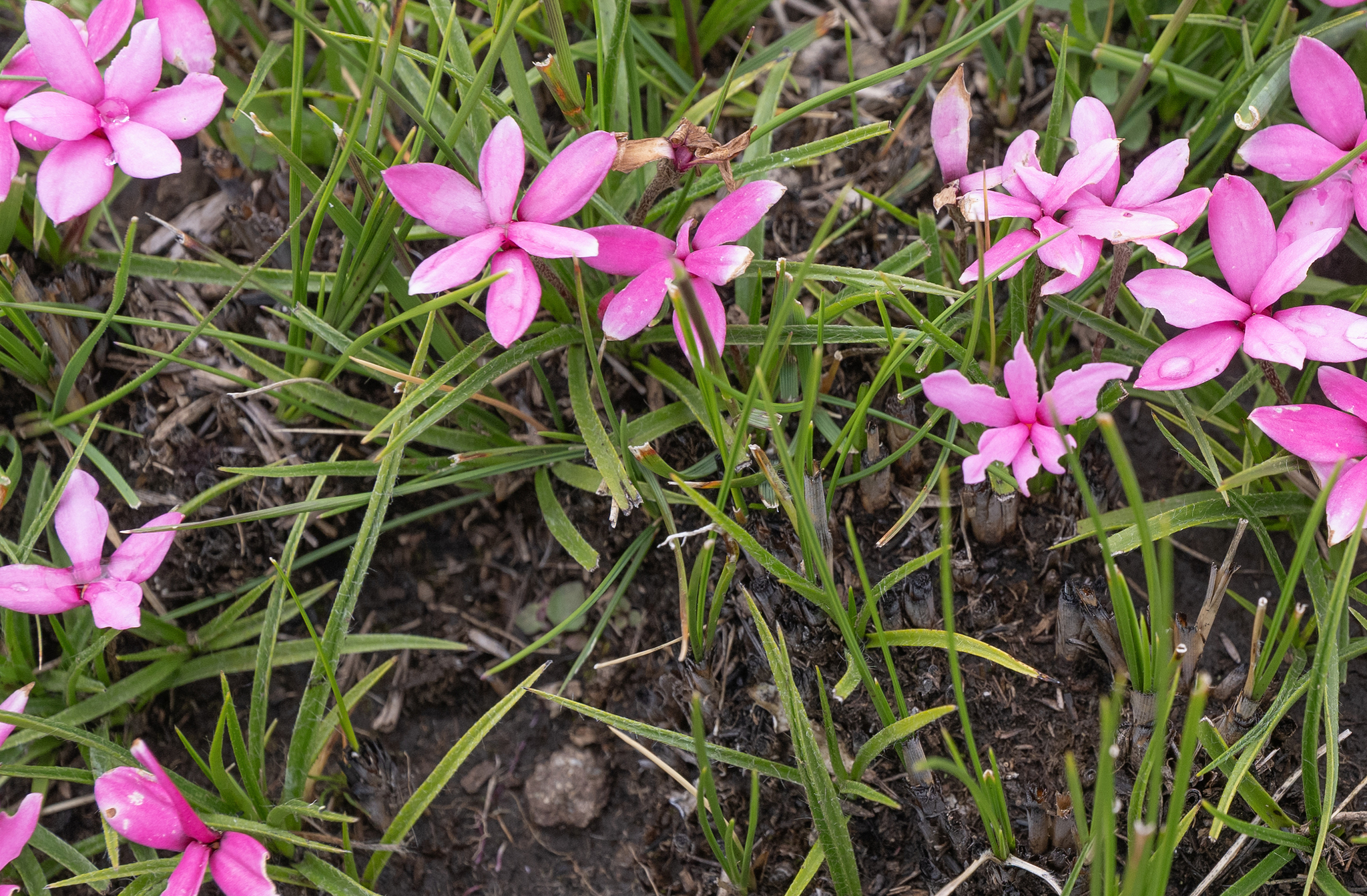 Photograph of Rhodohypoxis