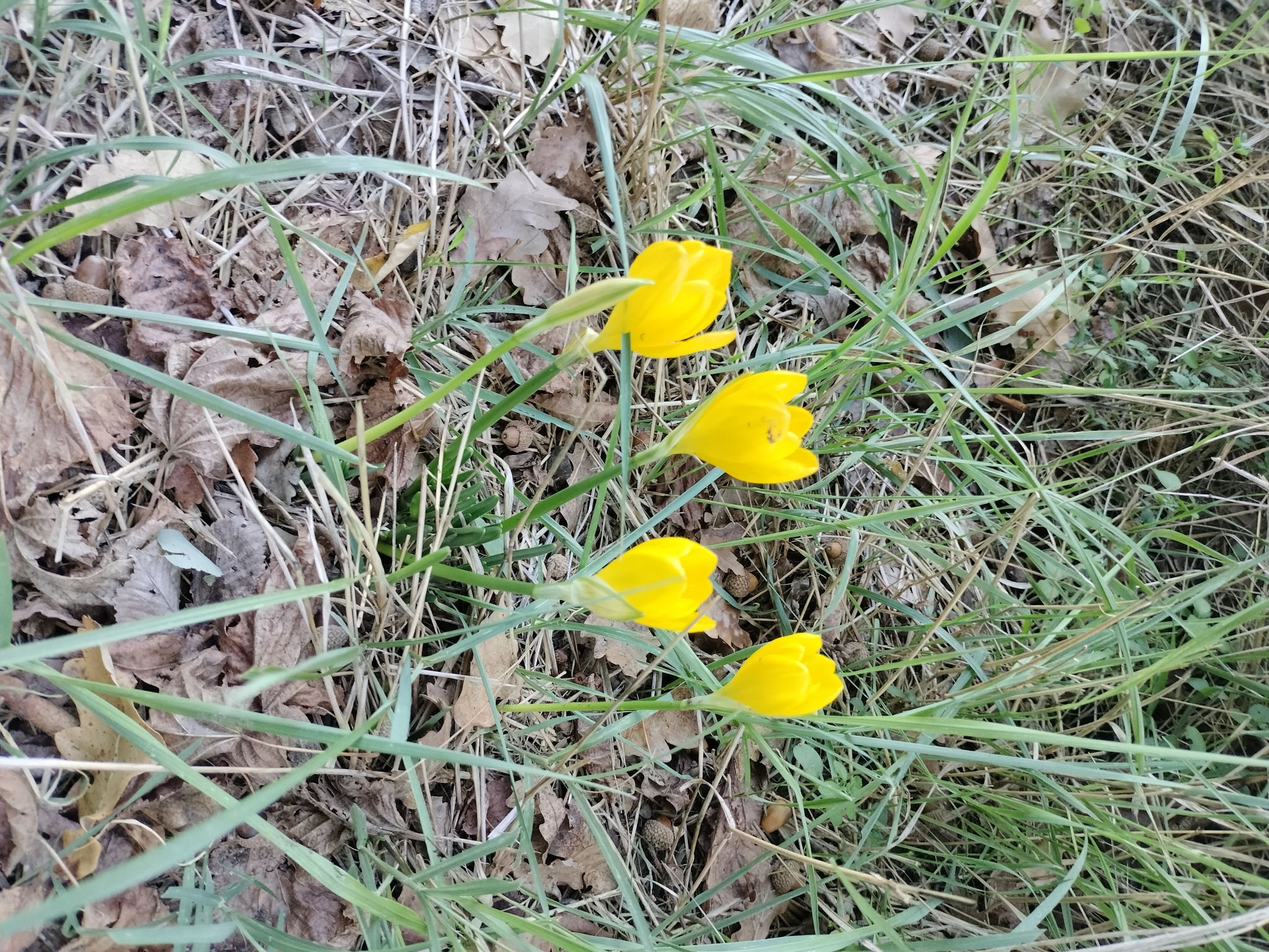 Photograph of Sternbergia