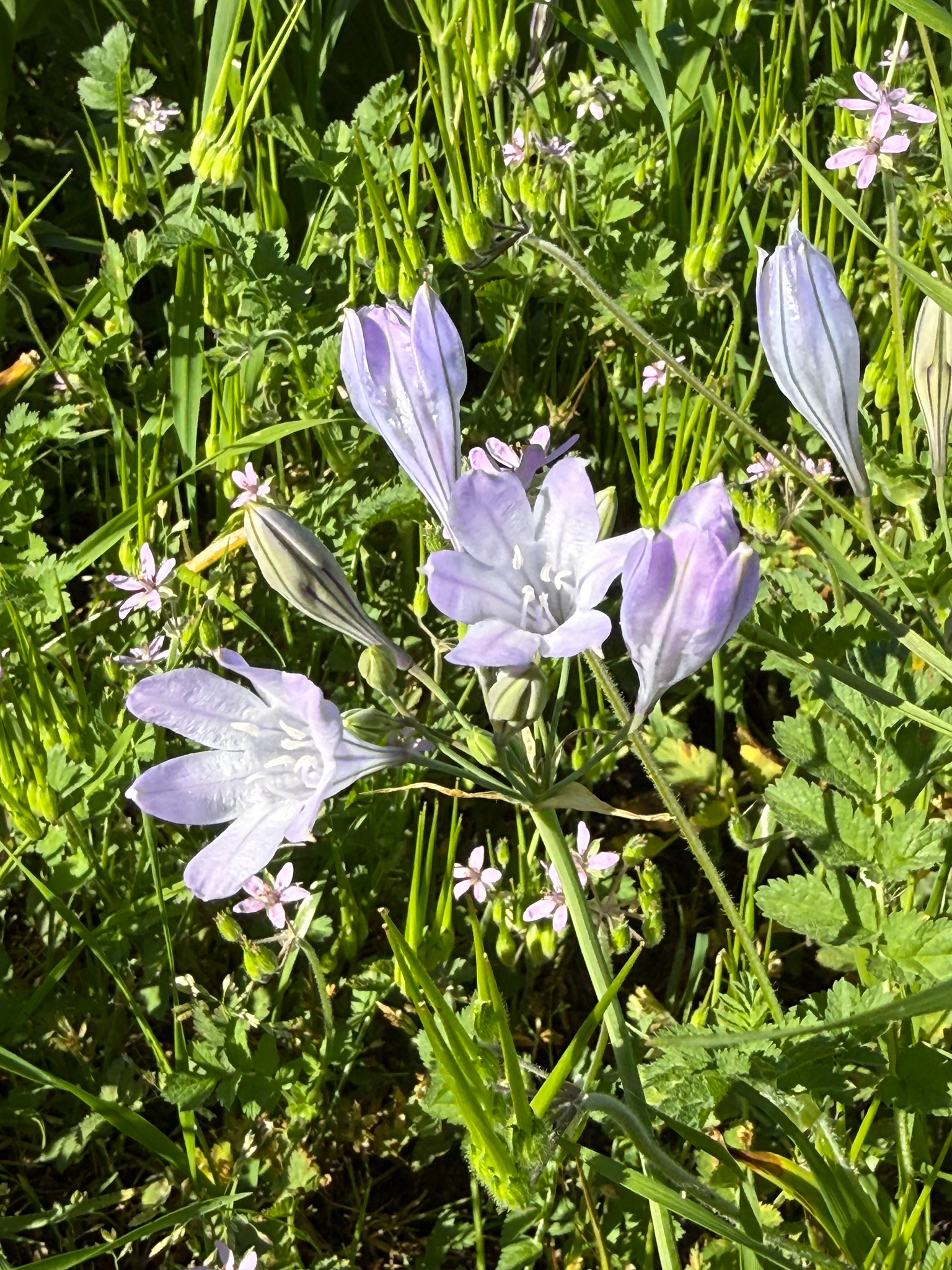 Photograph of Triteleia