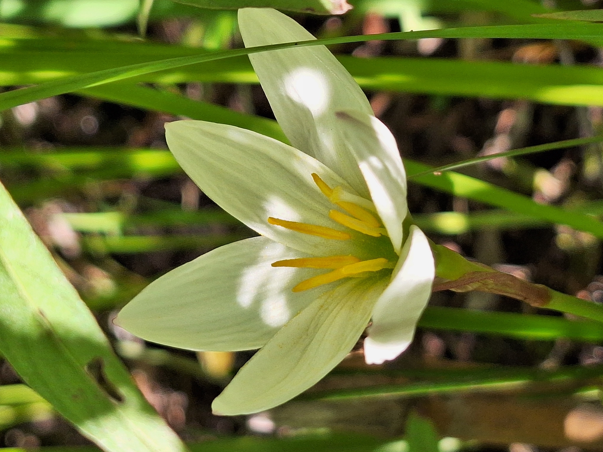 Photograph of Rain Lily