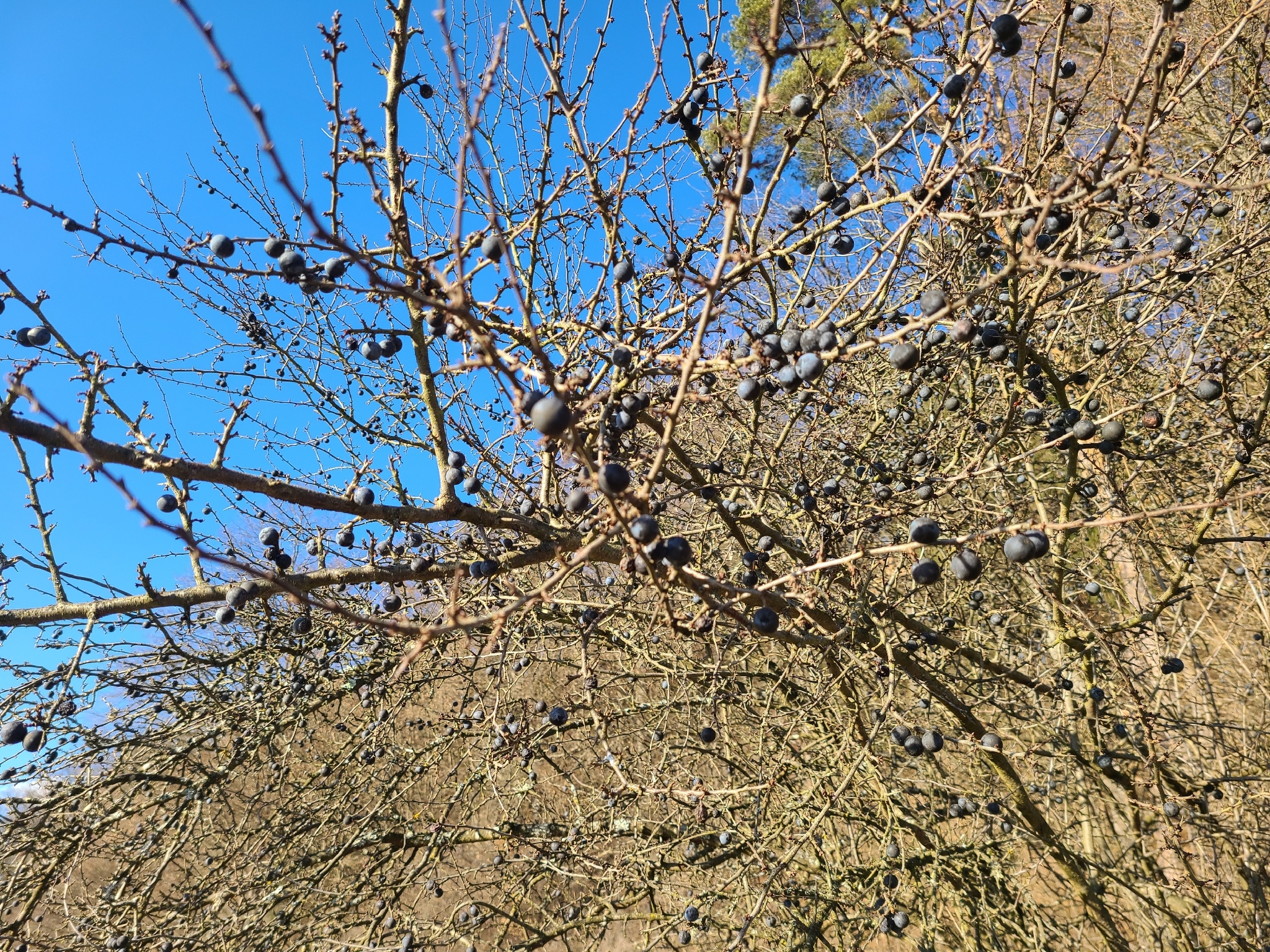 Photograph of Blackthorn