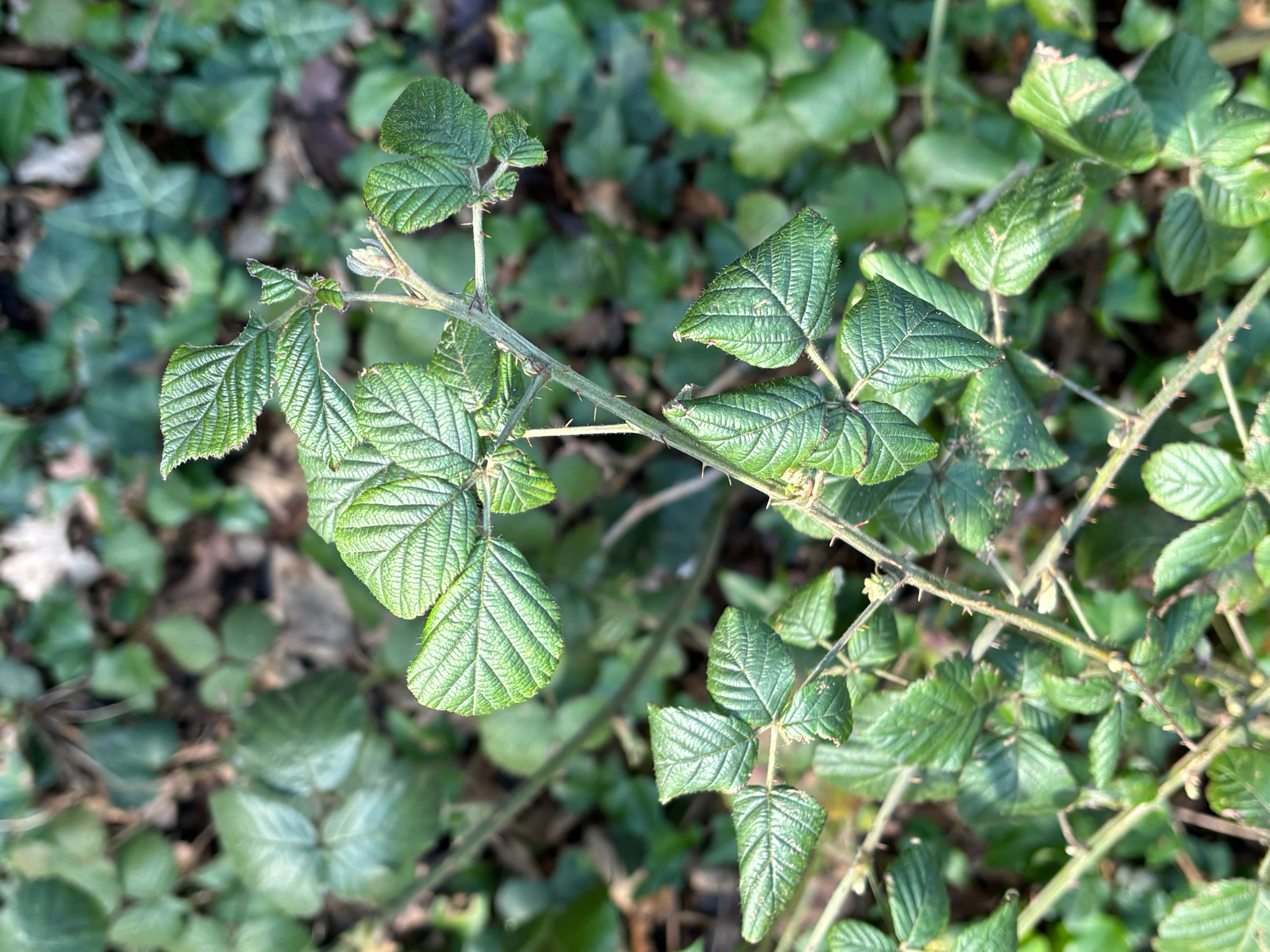 Photograph of Blackberry