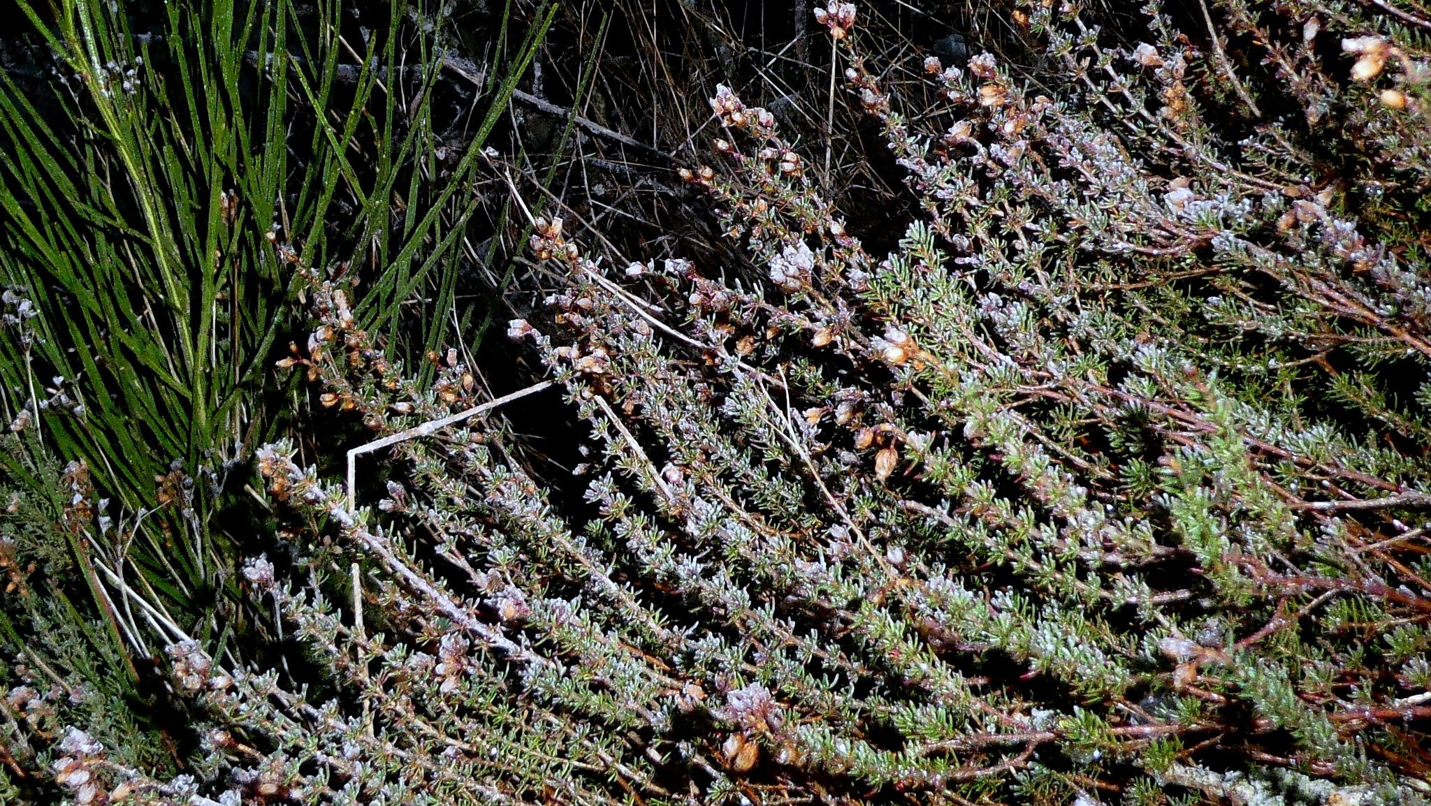 Photograph of Bell Heather