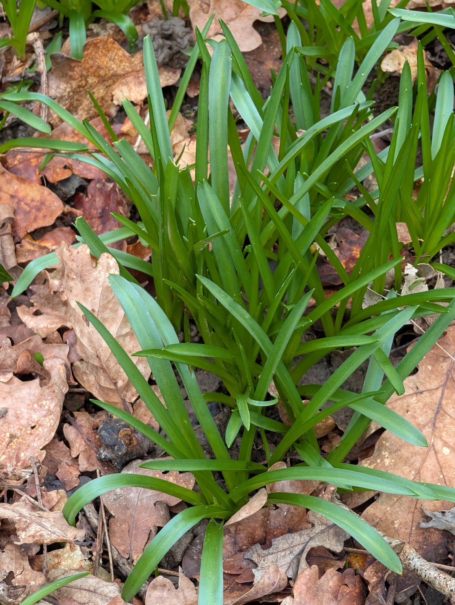 Photograph of Bluebell
