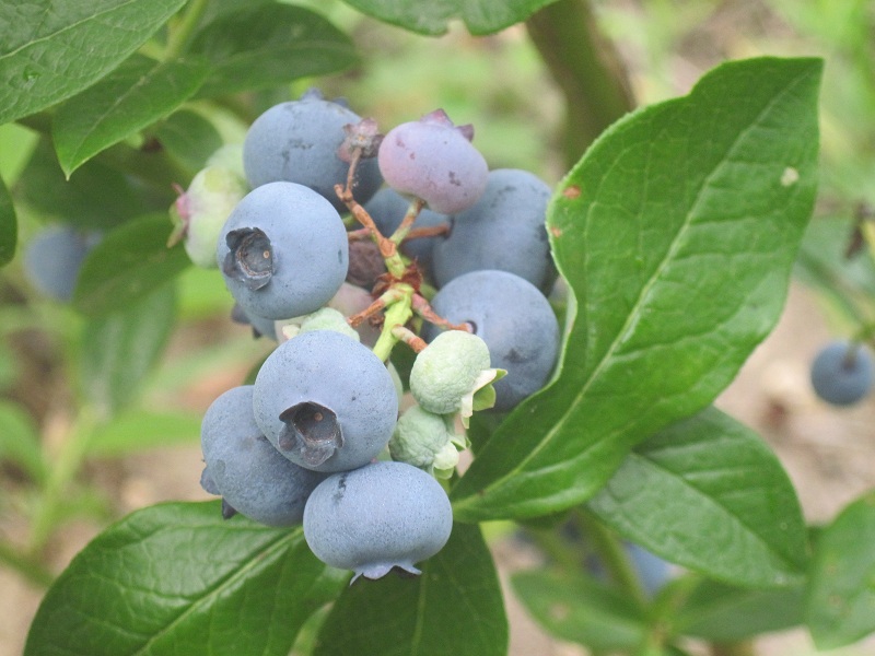 Photograph of Blueberry