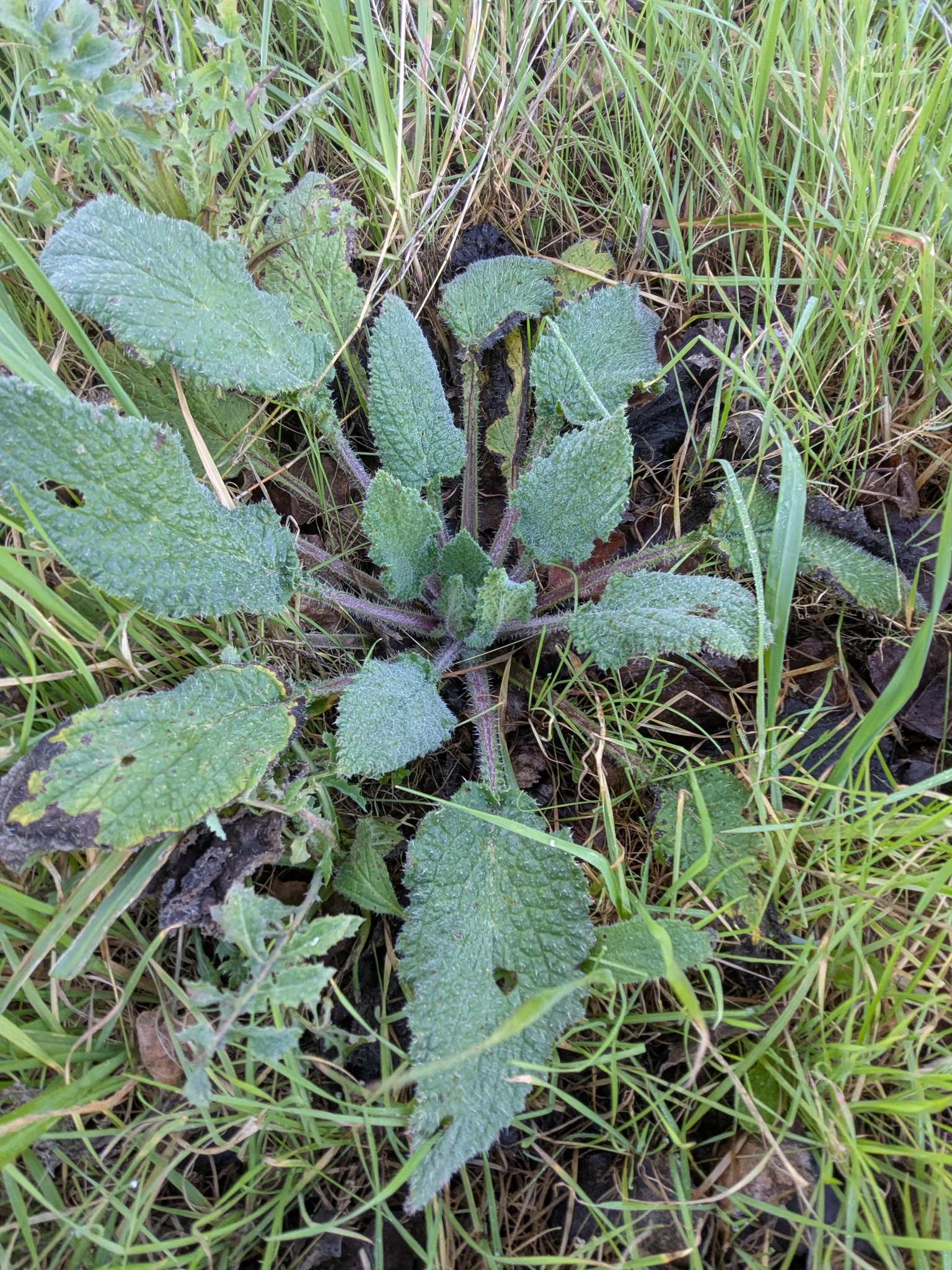 Photograph of Borage