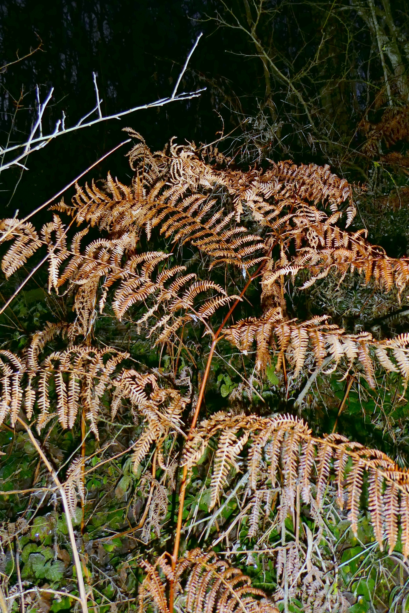 Photograph of Bracken