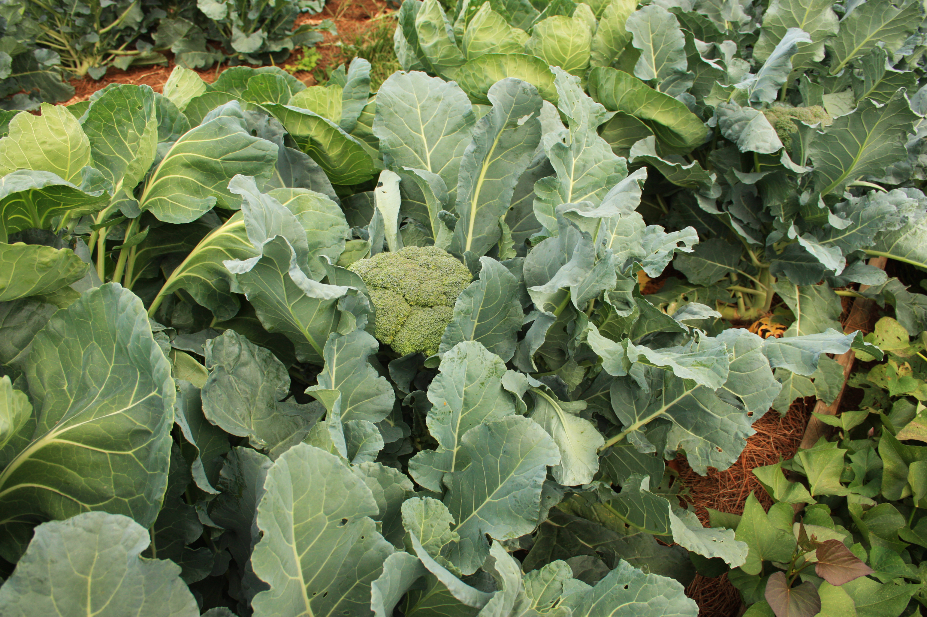 Photograph of Broccoli