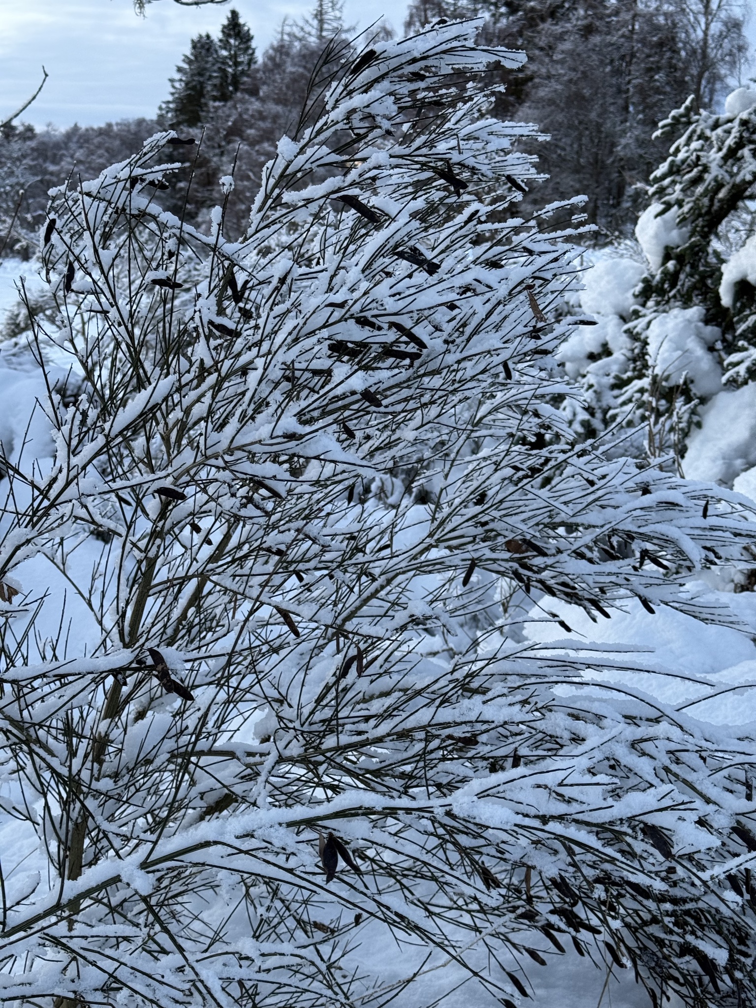Photograph of Broom