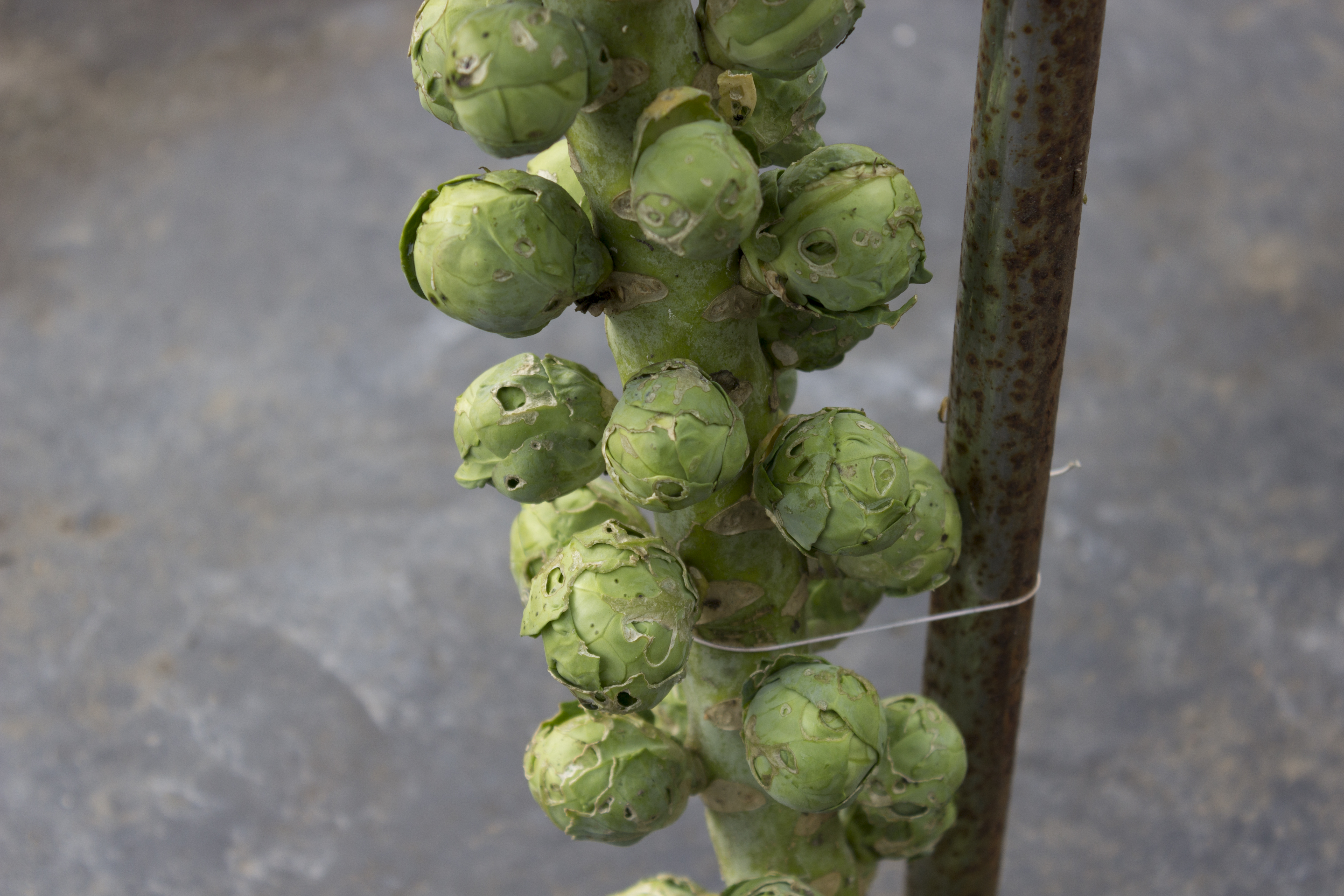Photograph of Brussels Sprout