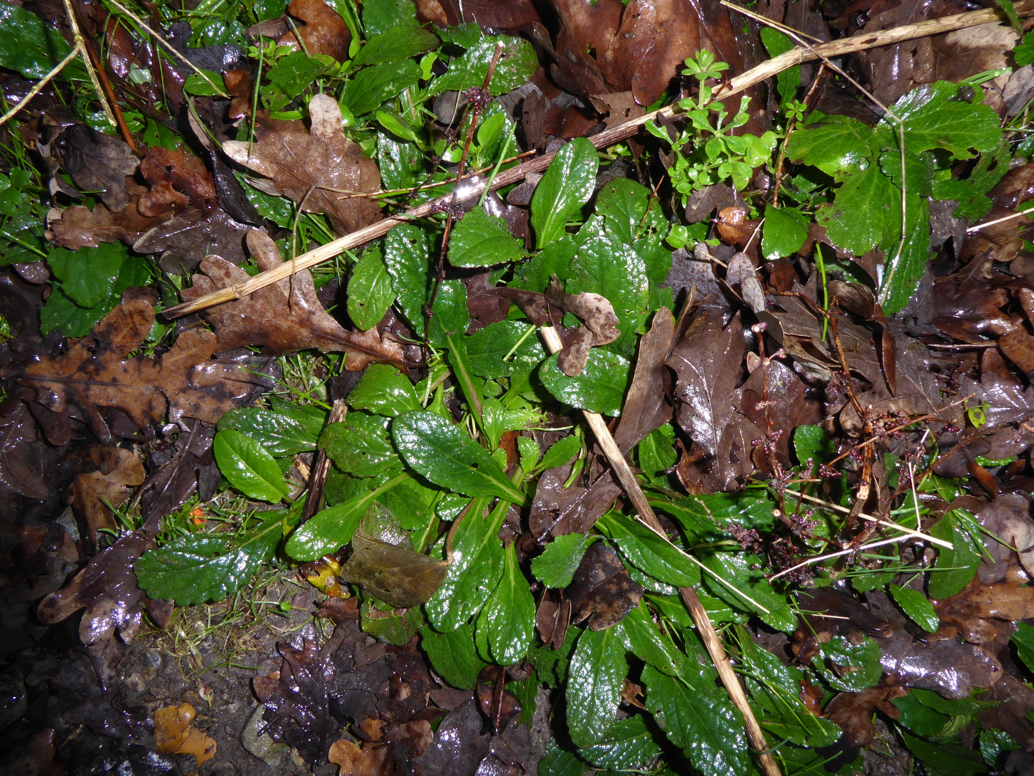 Photograph of Bugle