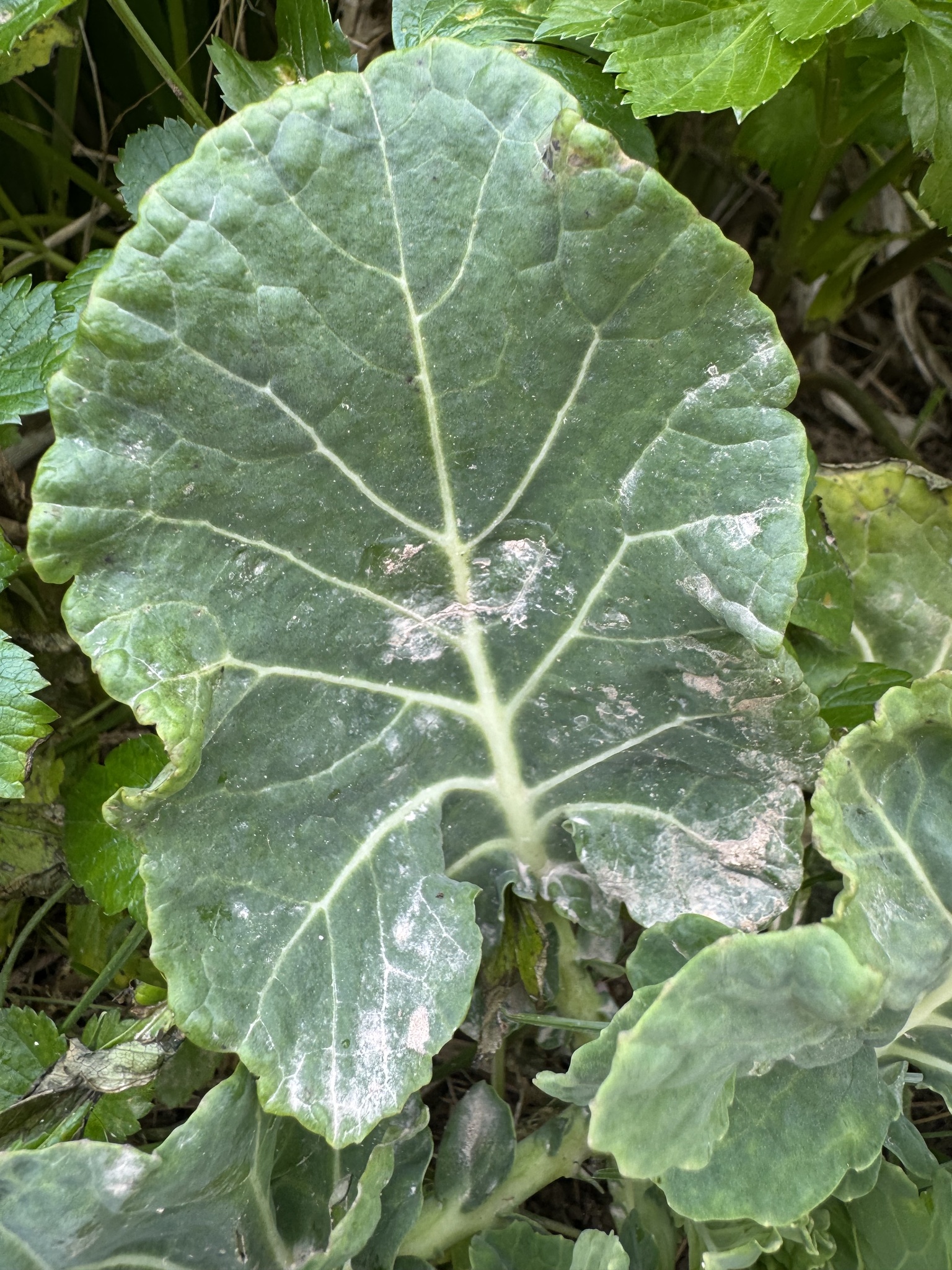 Photograph of Cabbage