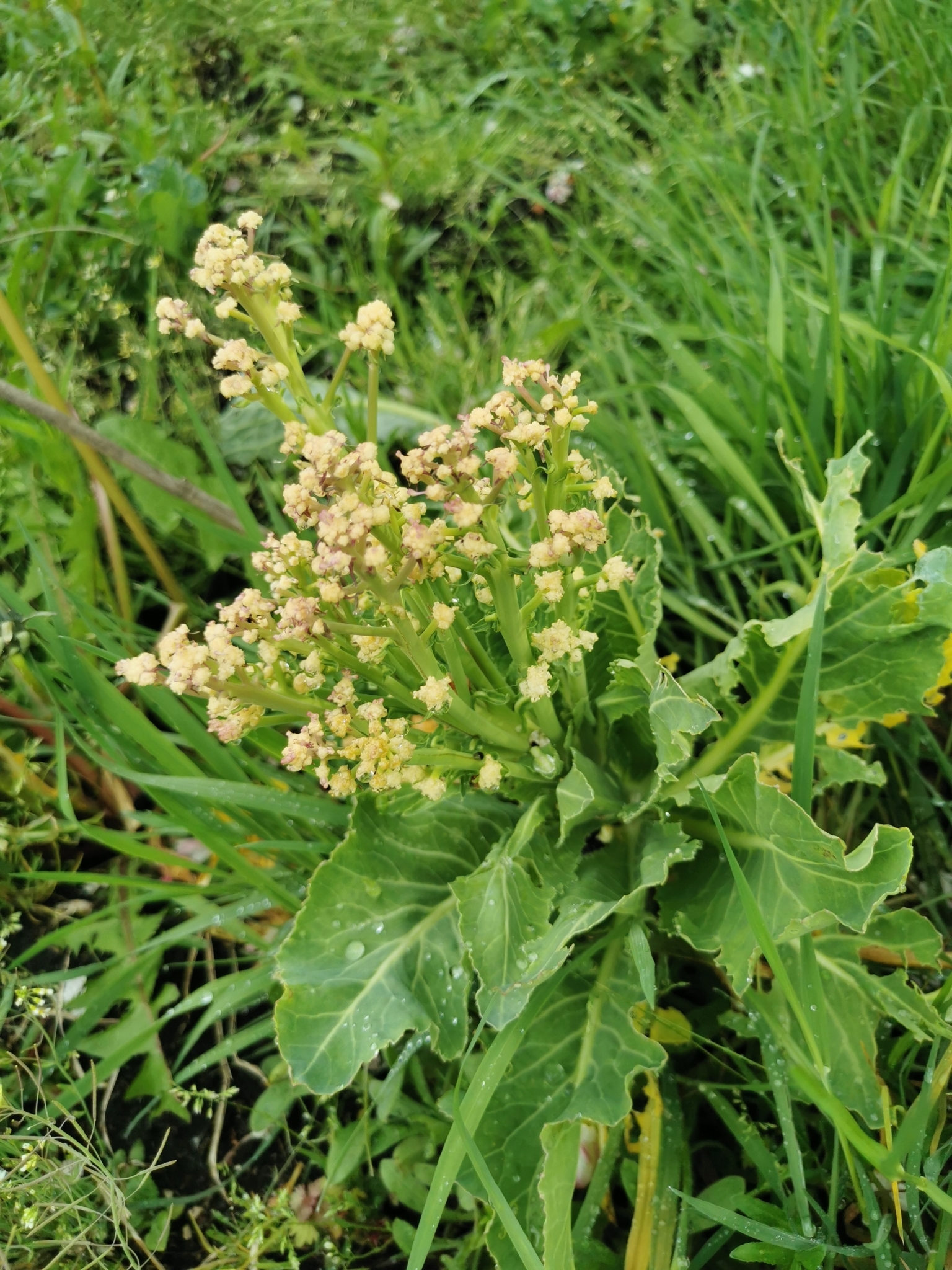 Photograph of Cauliflower