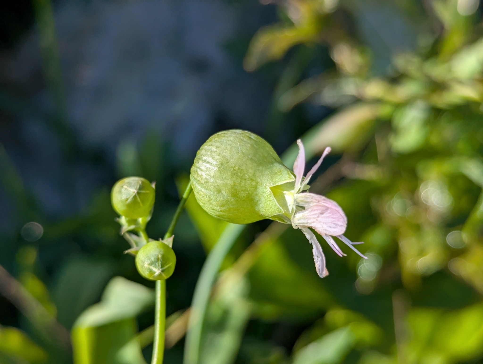 Photograph of Bladder Campion