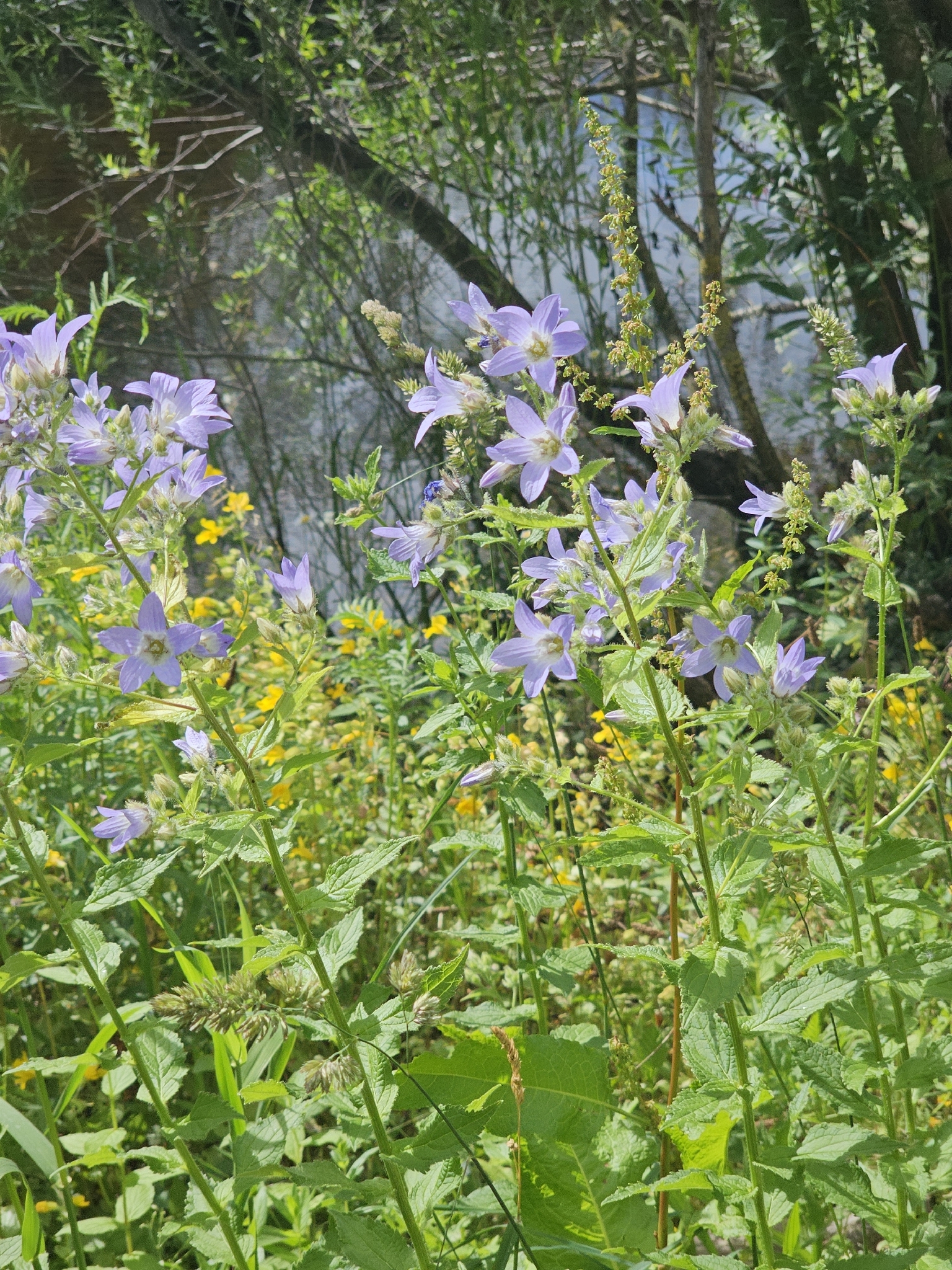 Photograph of Campanula