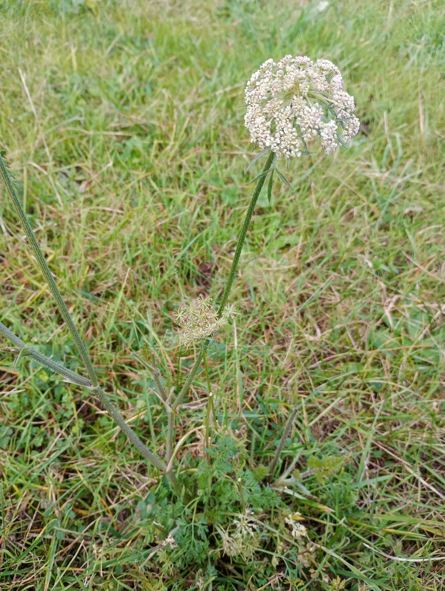 Photograph of Carrot