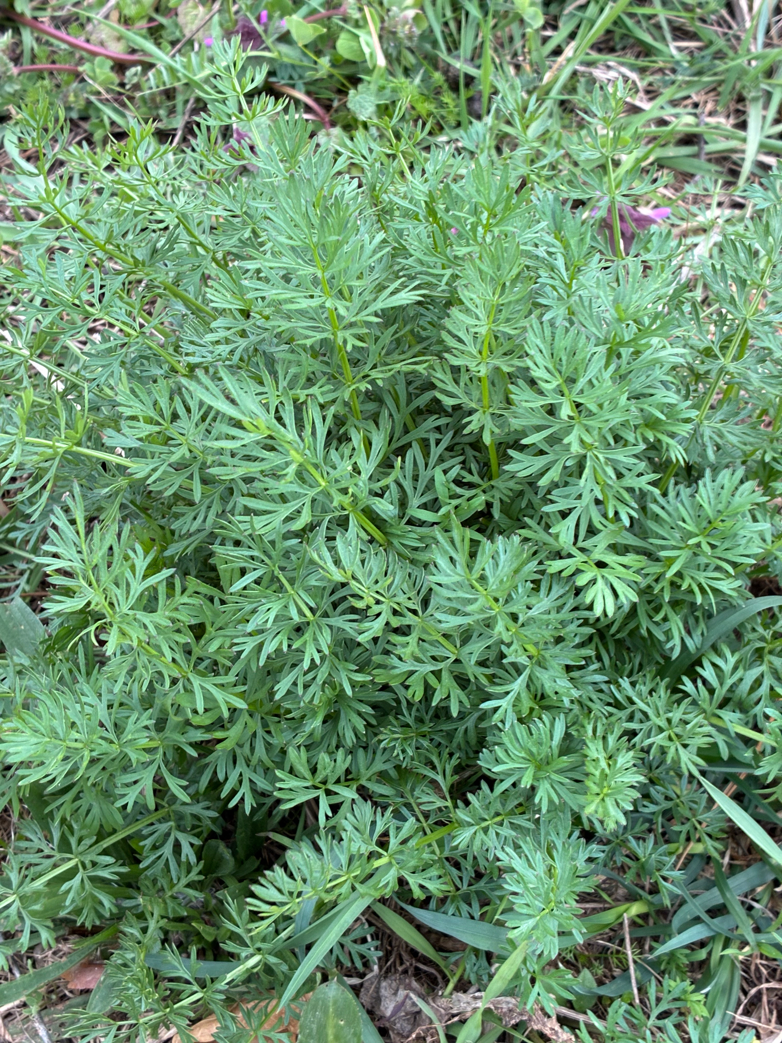 Photograph of Caraway