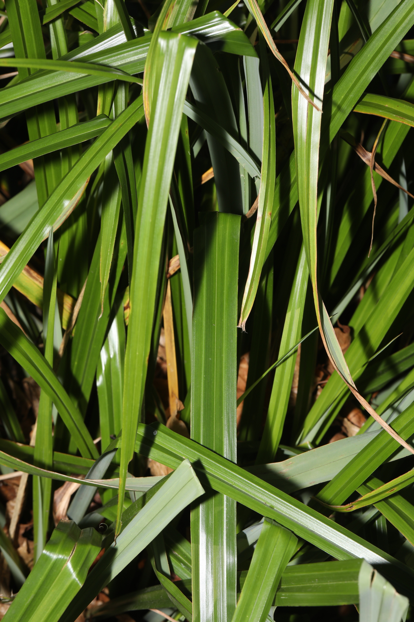 Photograph of Carex