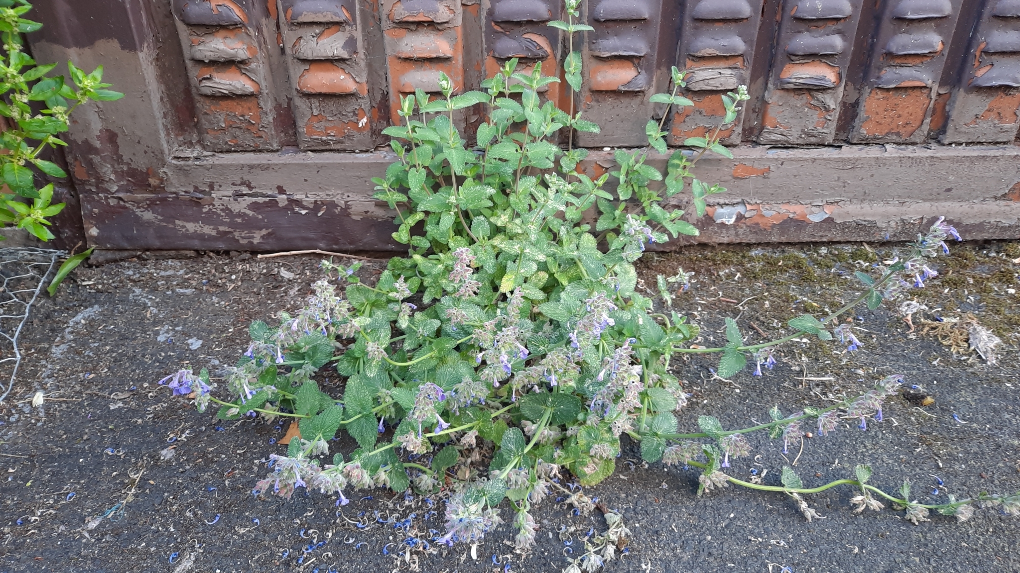 Photograph of Catmint