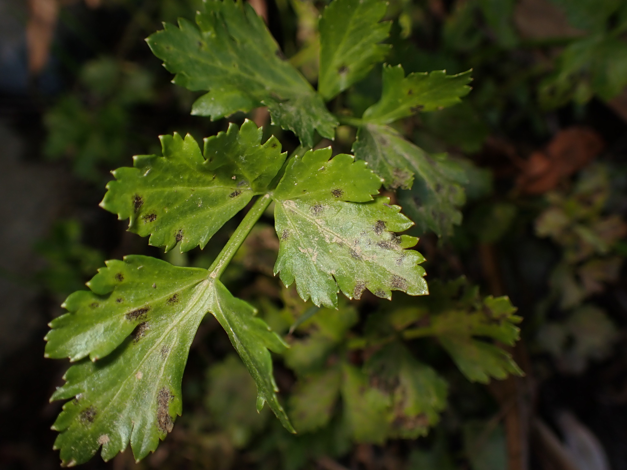 Photograph of Celery