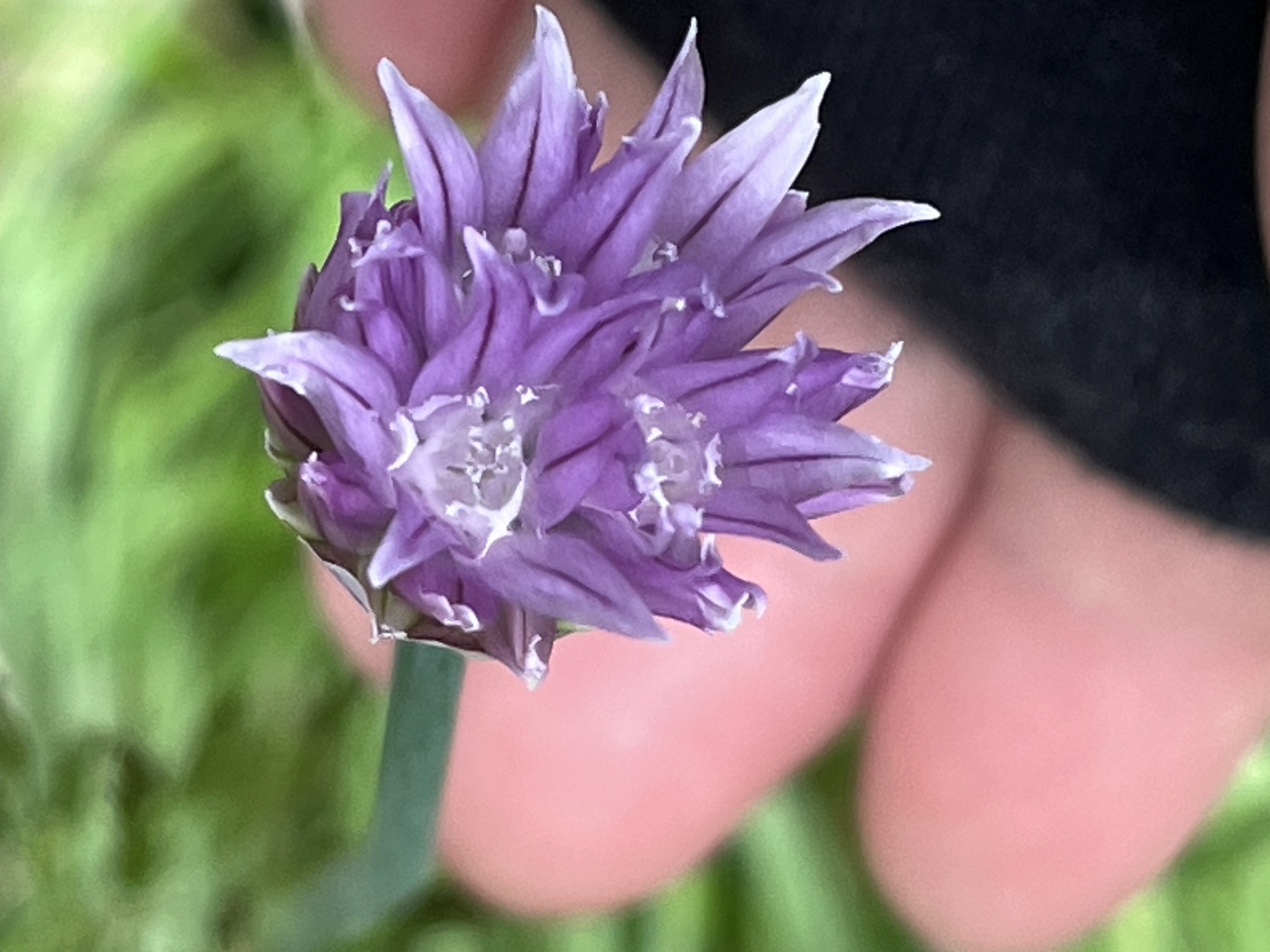 Photograph of Chives
