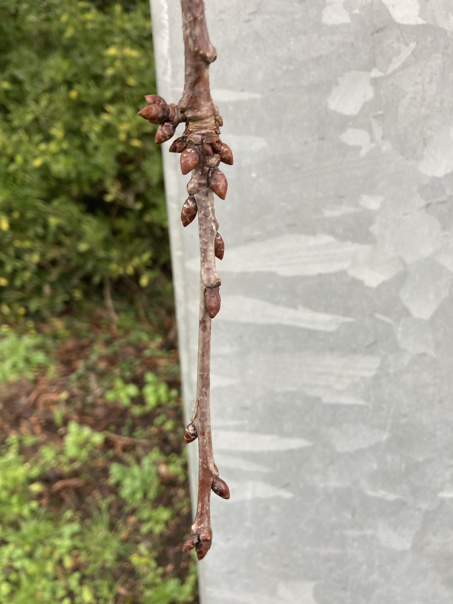 Photograph of Cherry