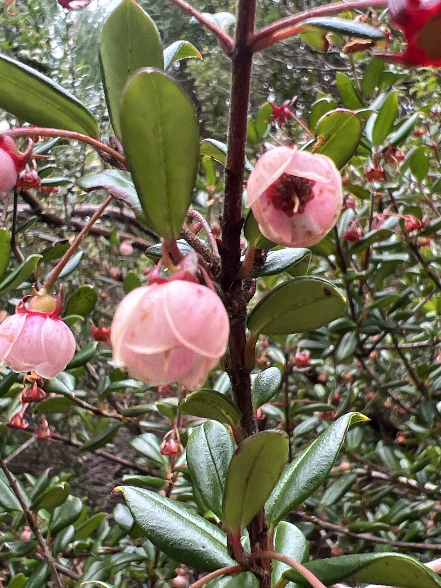 Photograph of Chilean Guava