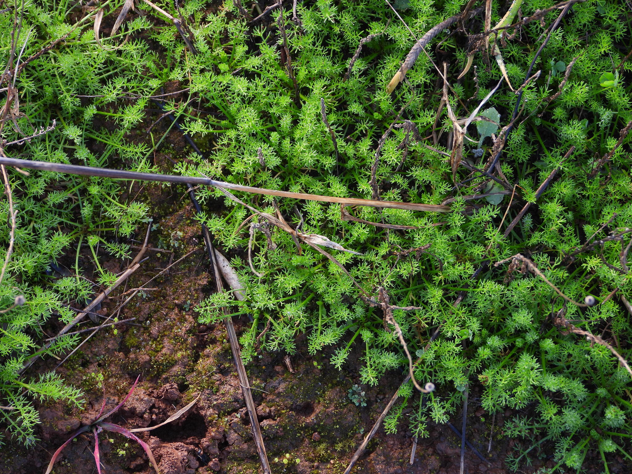 Photograph of Chamomile