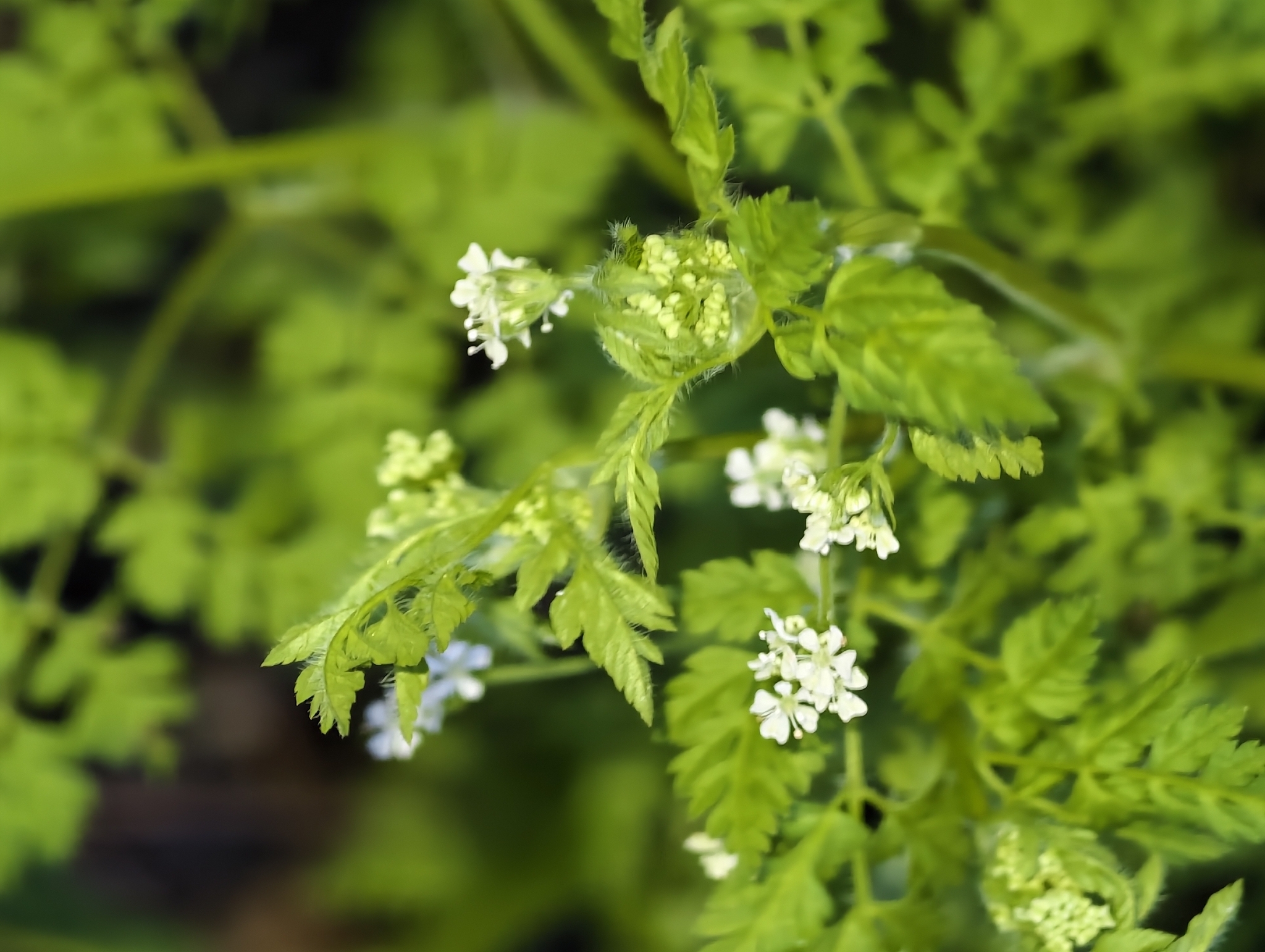 Photograph of Chervil