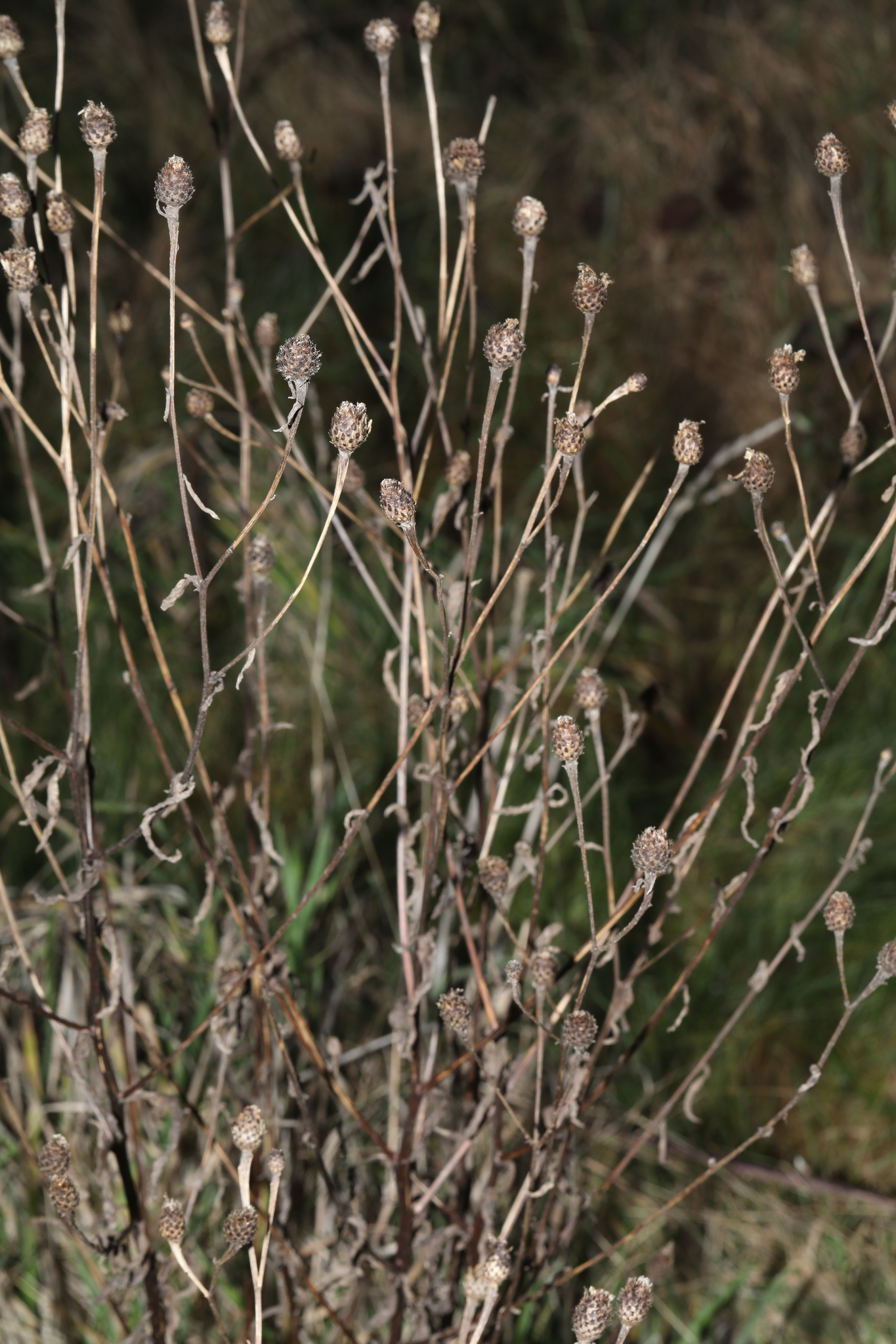 Photograph of Common Knapweed