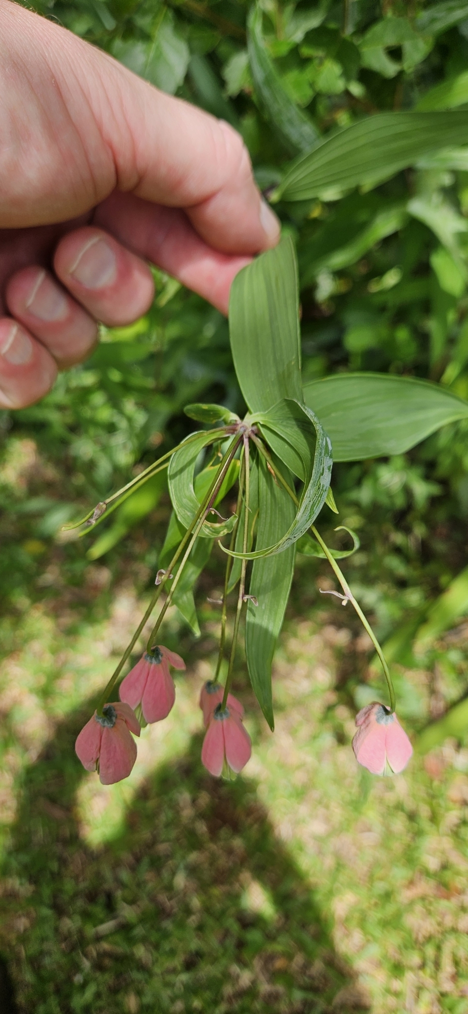 Photograph of Bomarea