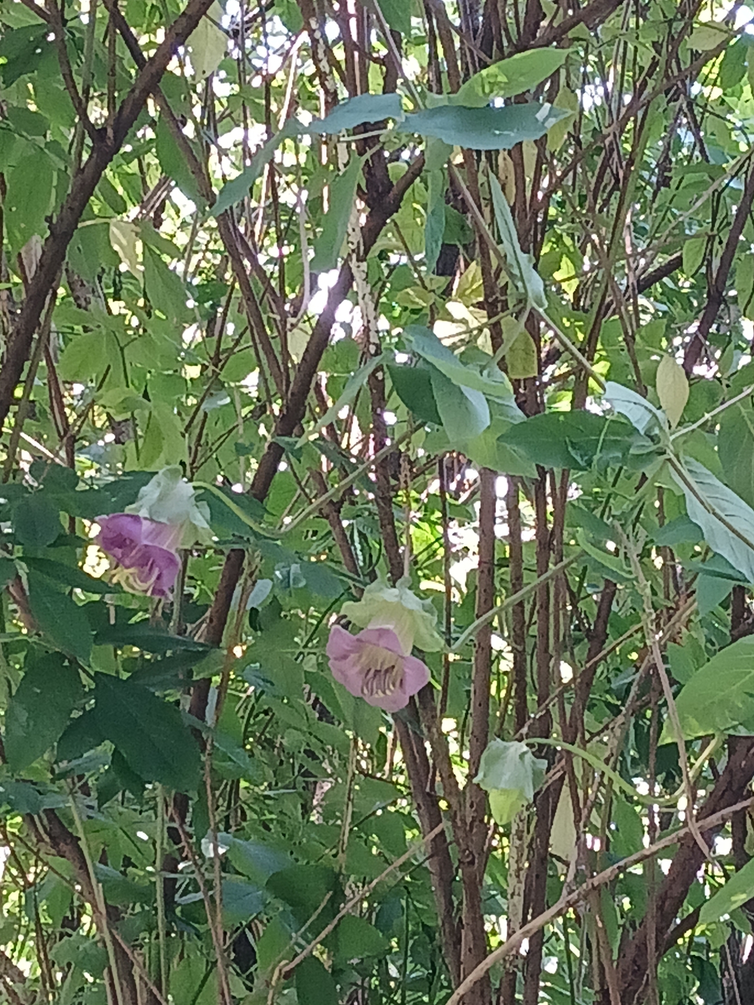 Photograph of Cup and Saucer Vine