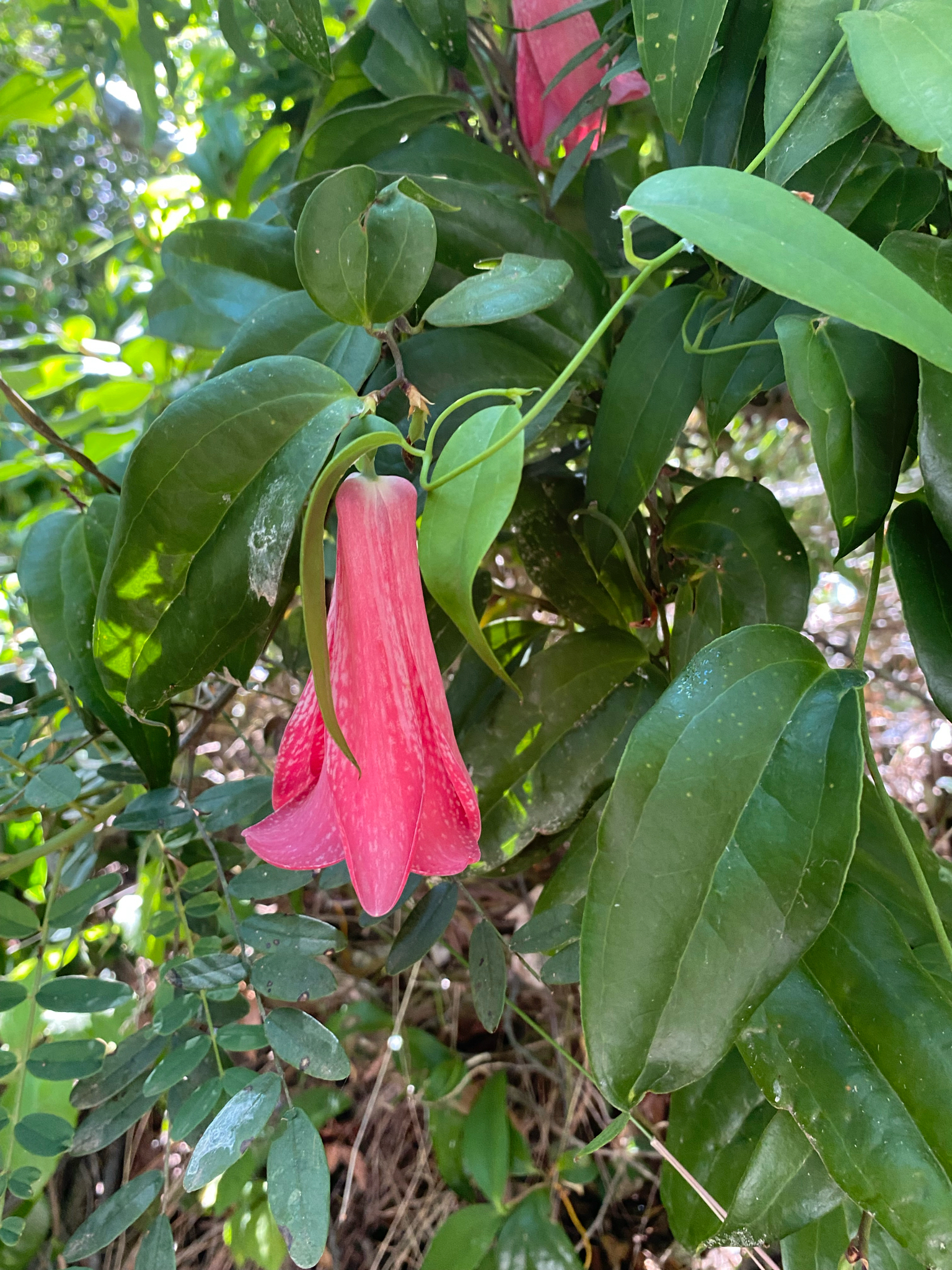 Photograph of Chilean Bellflower
