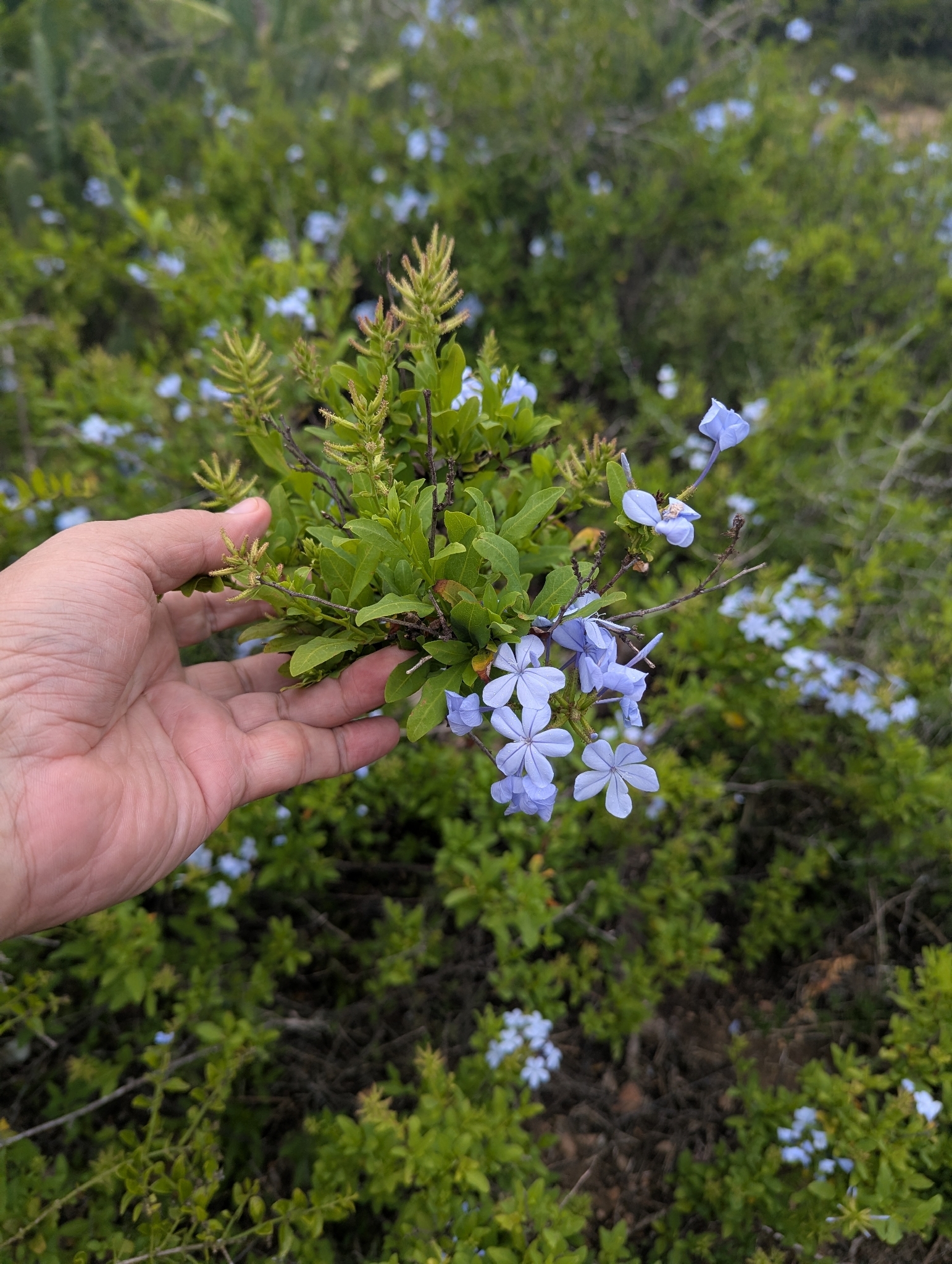 Photograph of Plumbago