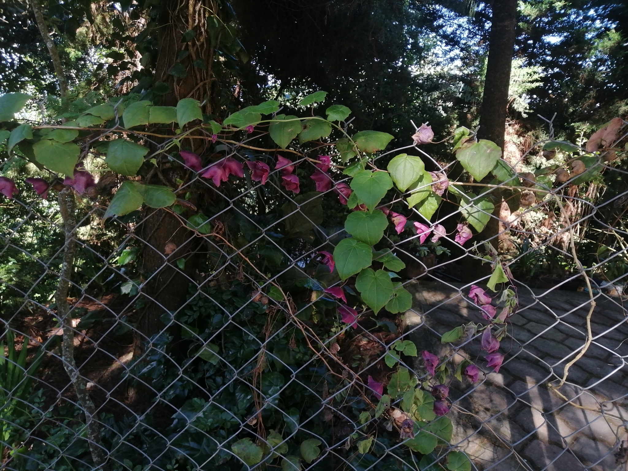 Photograph of Purple Bell Vine