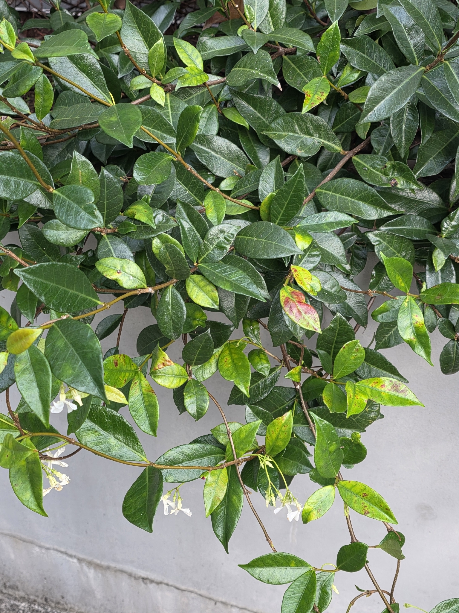 Photograph of Star Jasmine