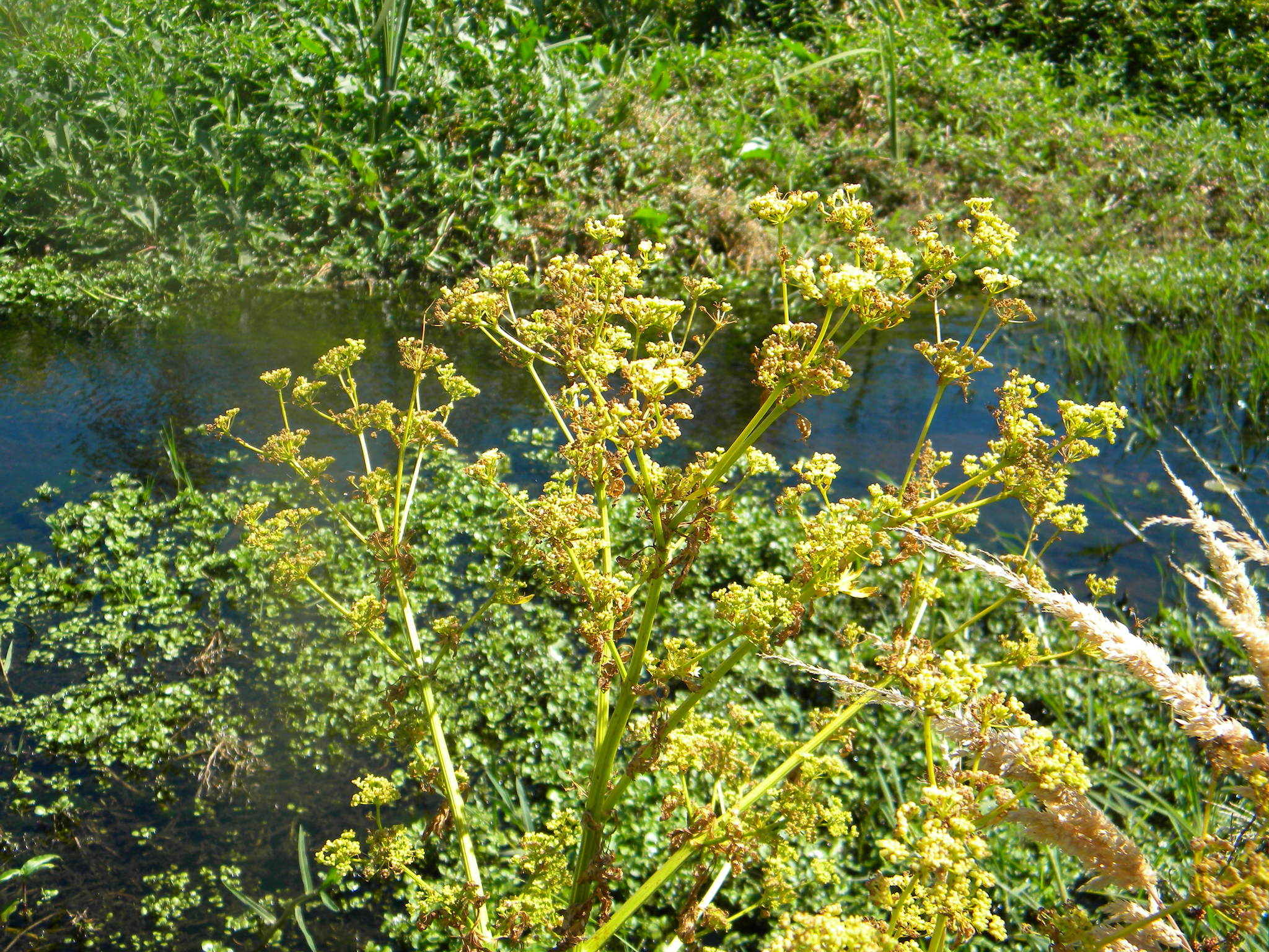 Photograph of Celeriac