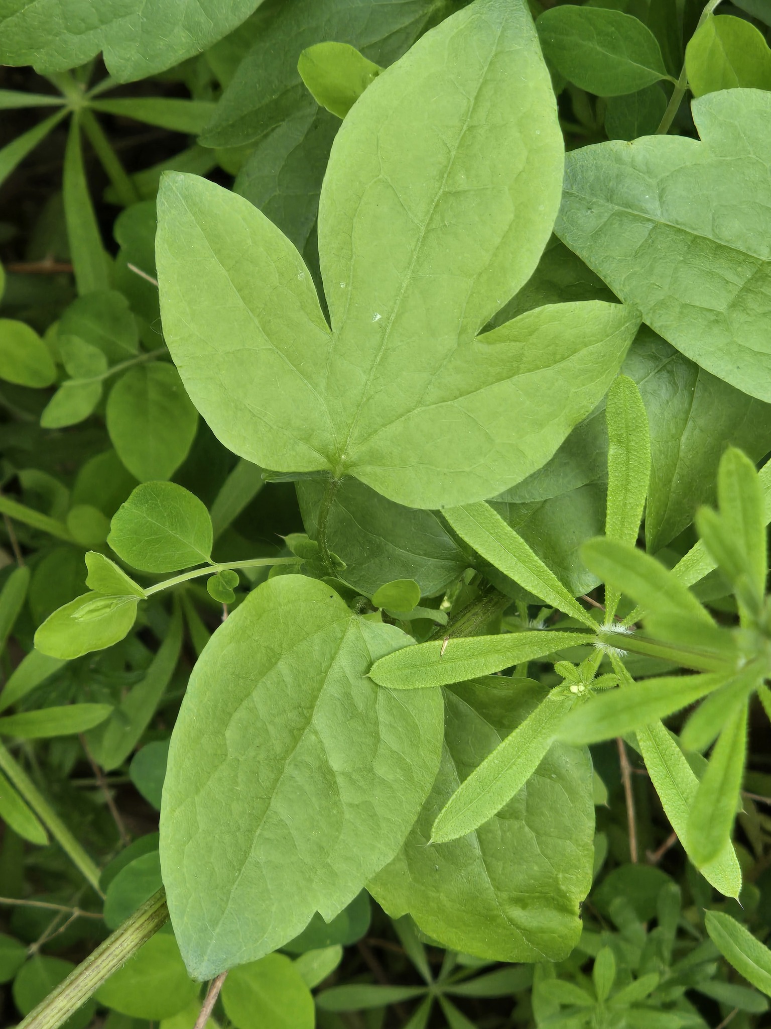 Photograph of Clematis