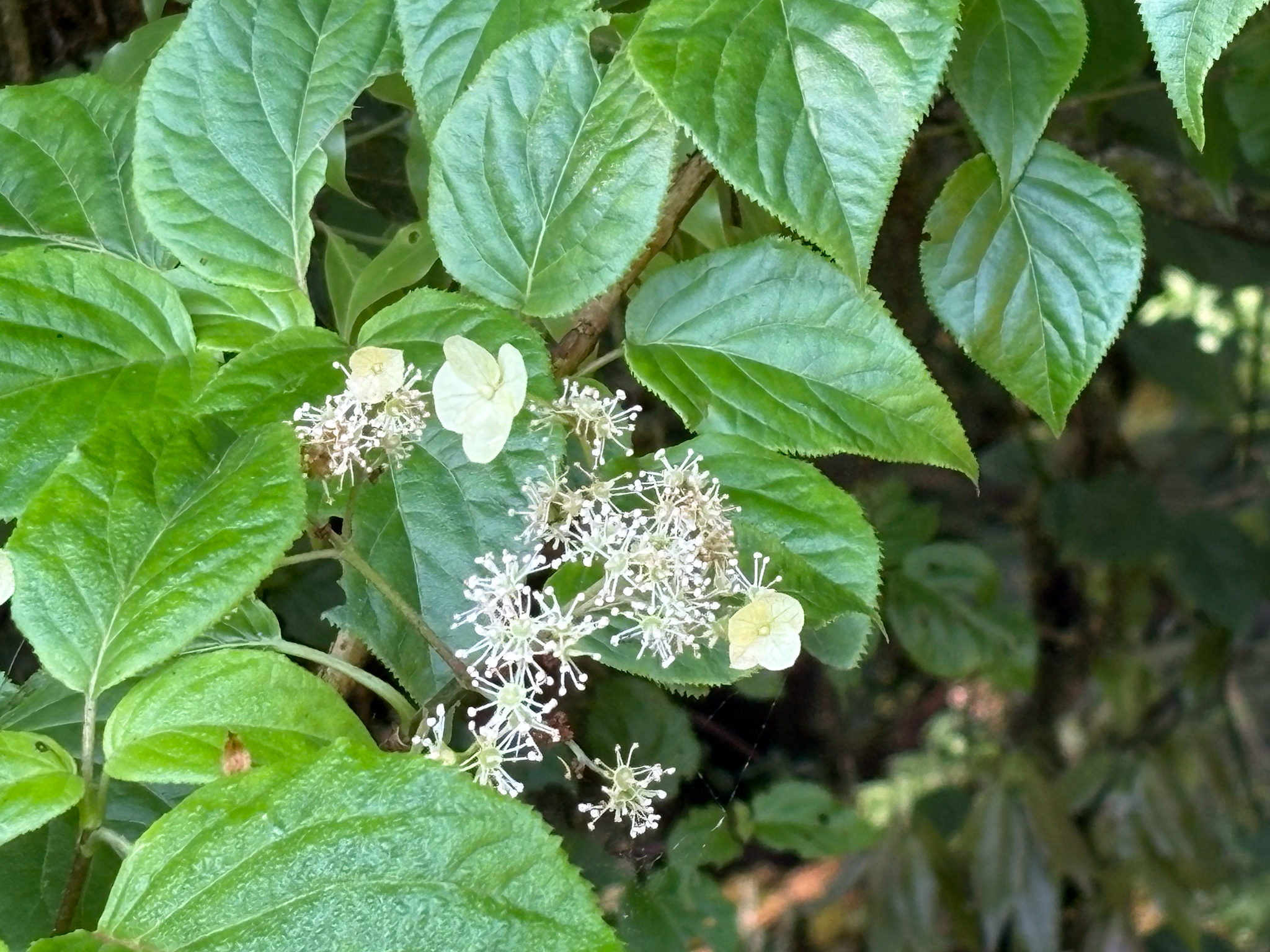 Photograph of Climbing Hydrangea