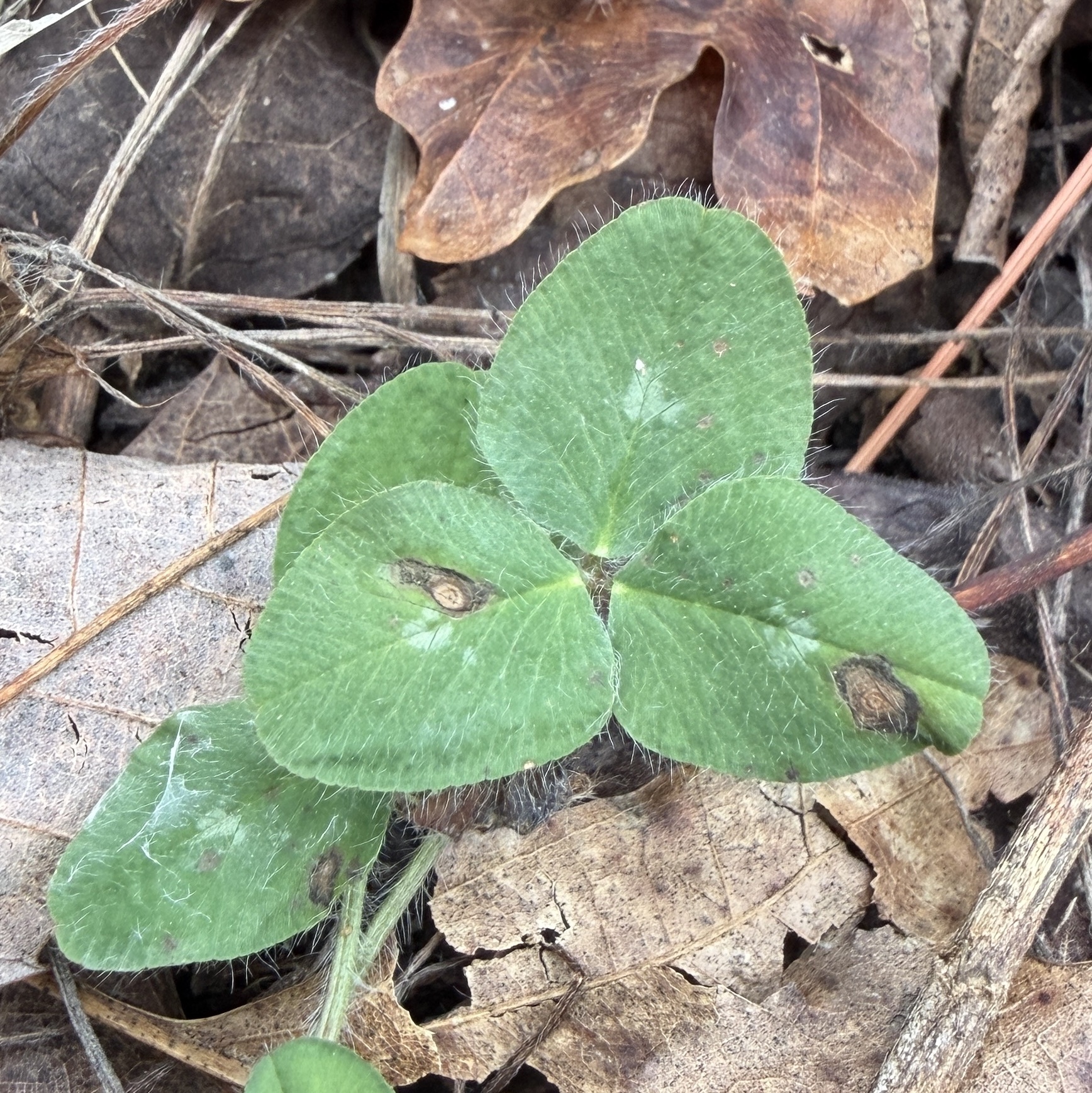 Photograph of Red Clover