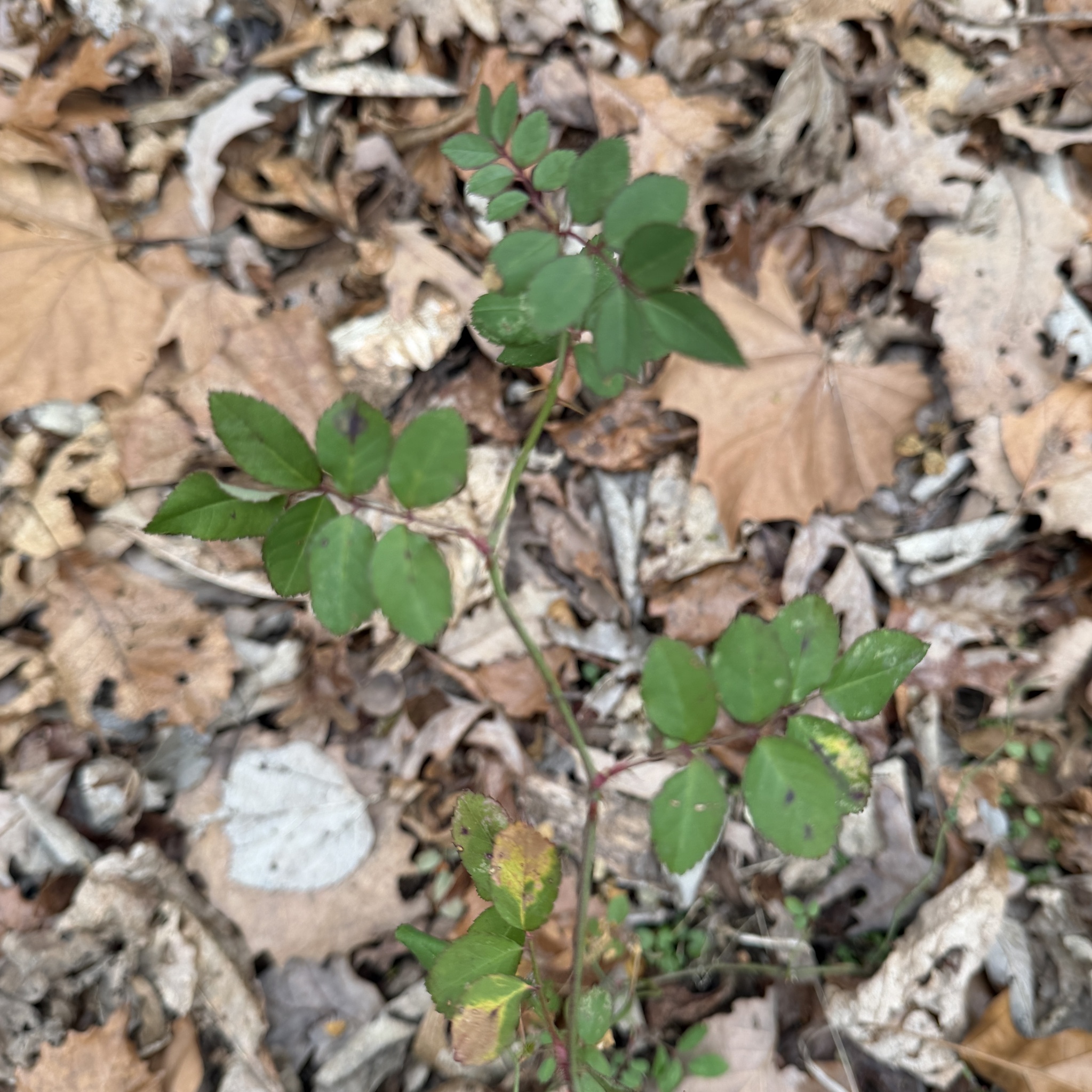Photograph of Climbing Rose
