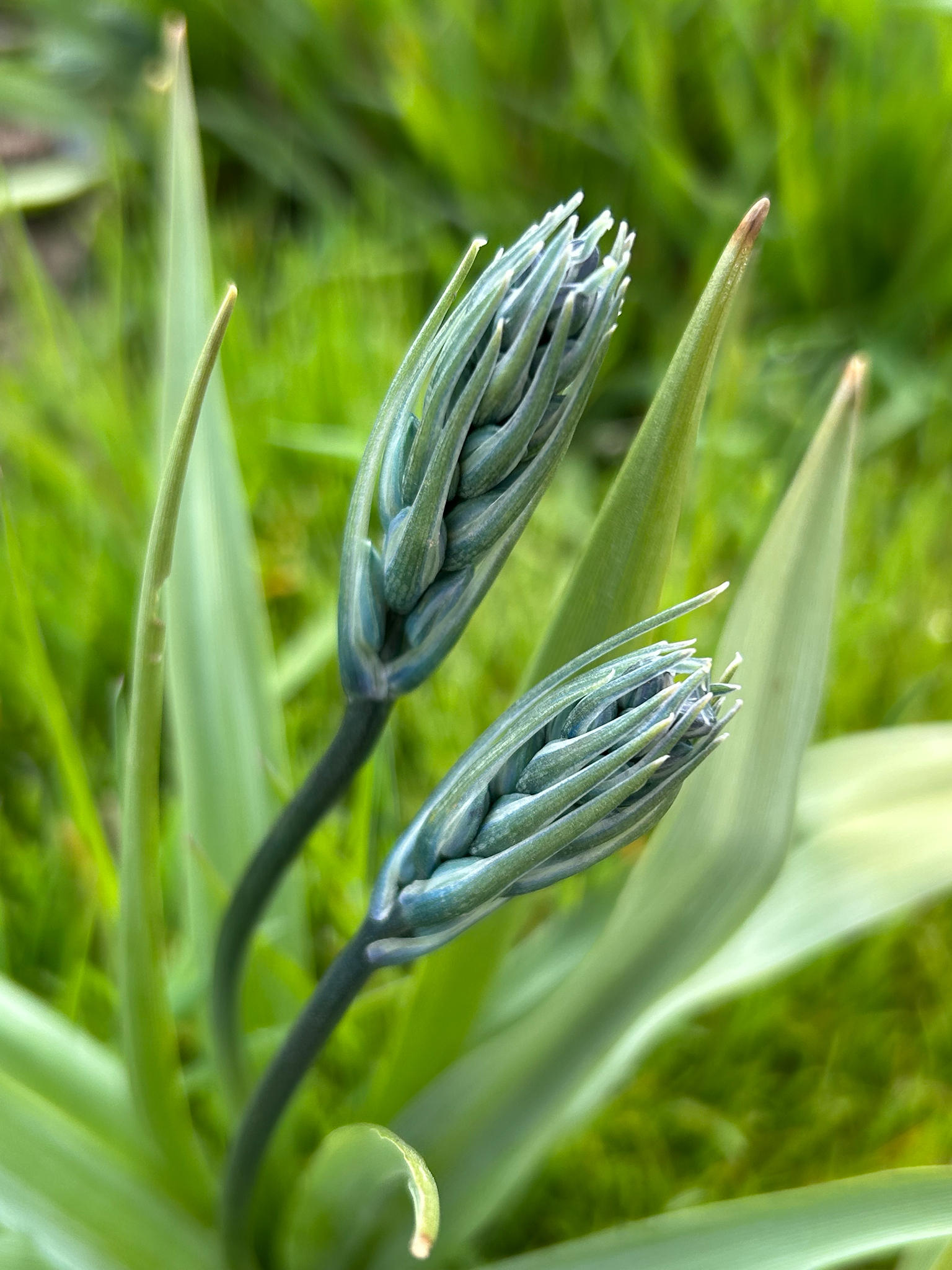 Photograph of Camassia