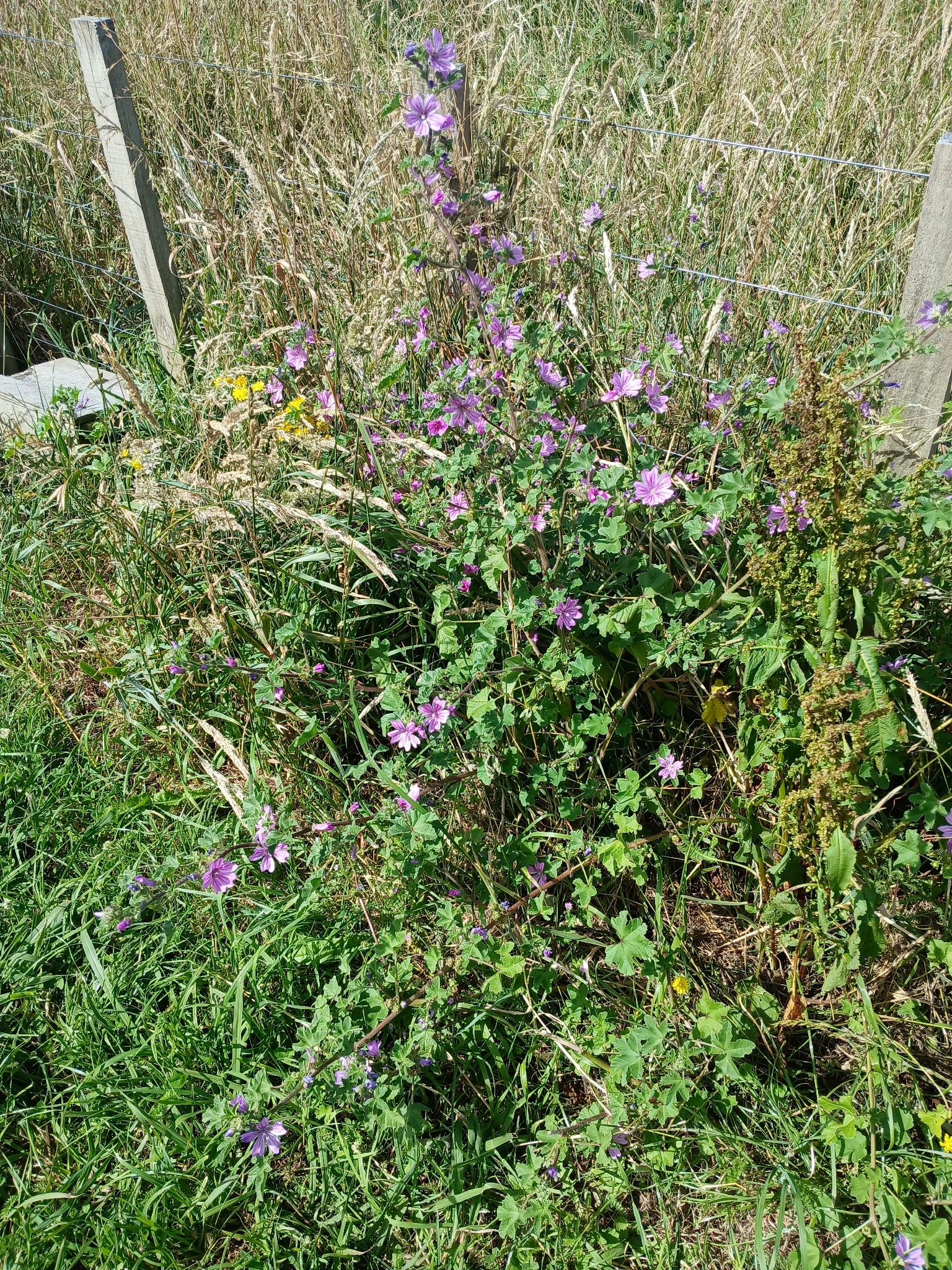 Photograph of Common Mallow