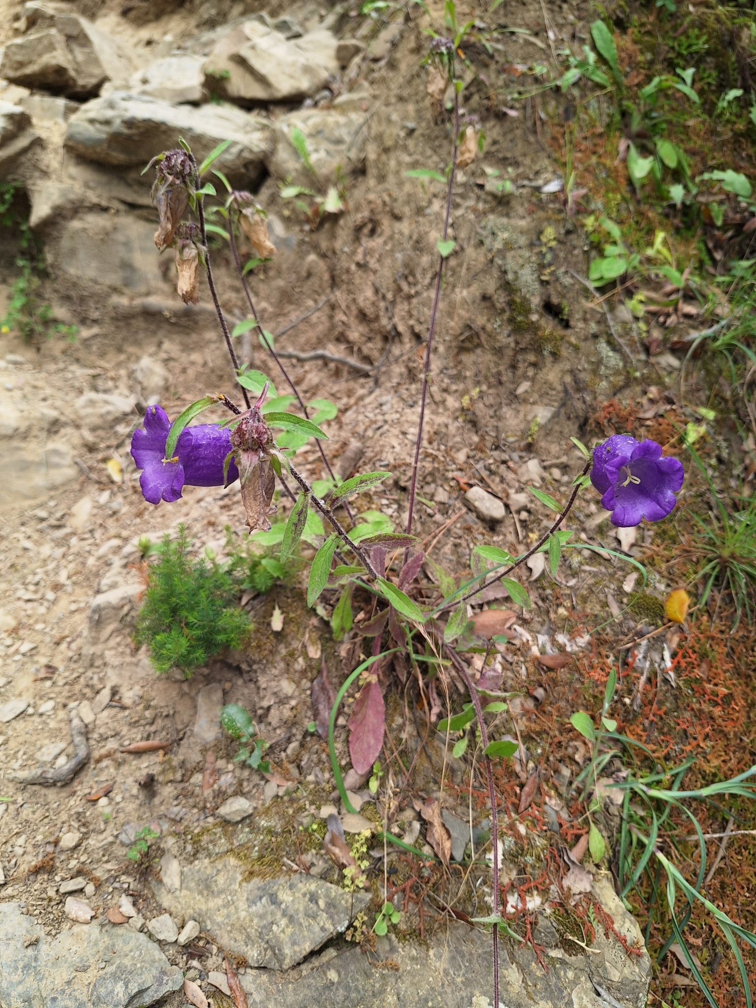 Photograph of Canterbury Bells