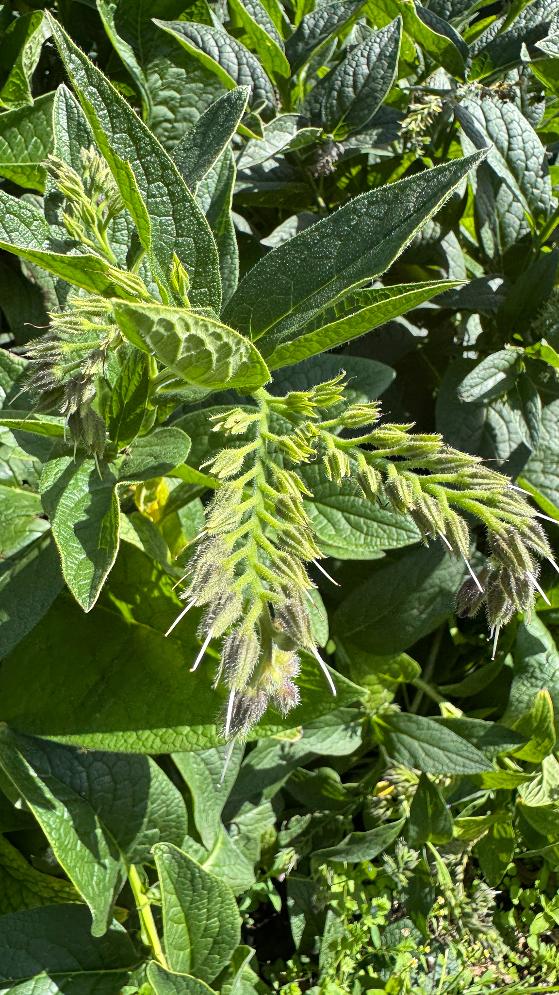 Photograph of Comfrey
