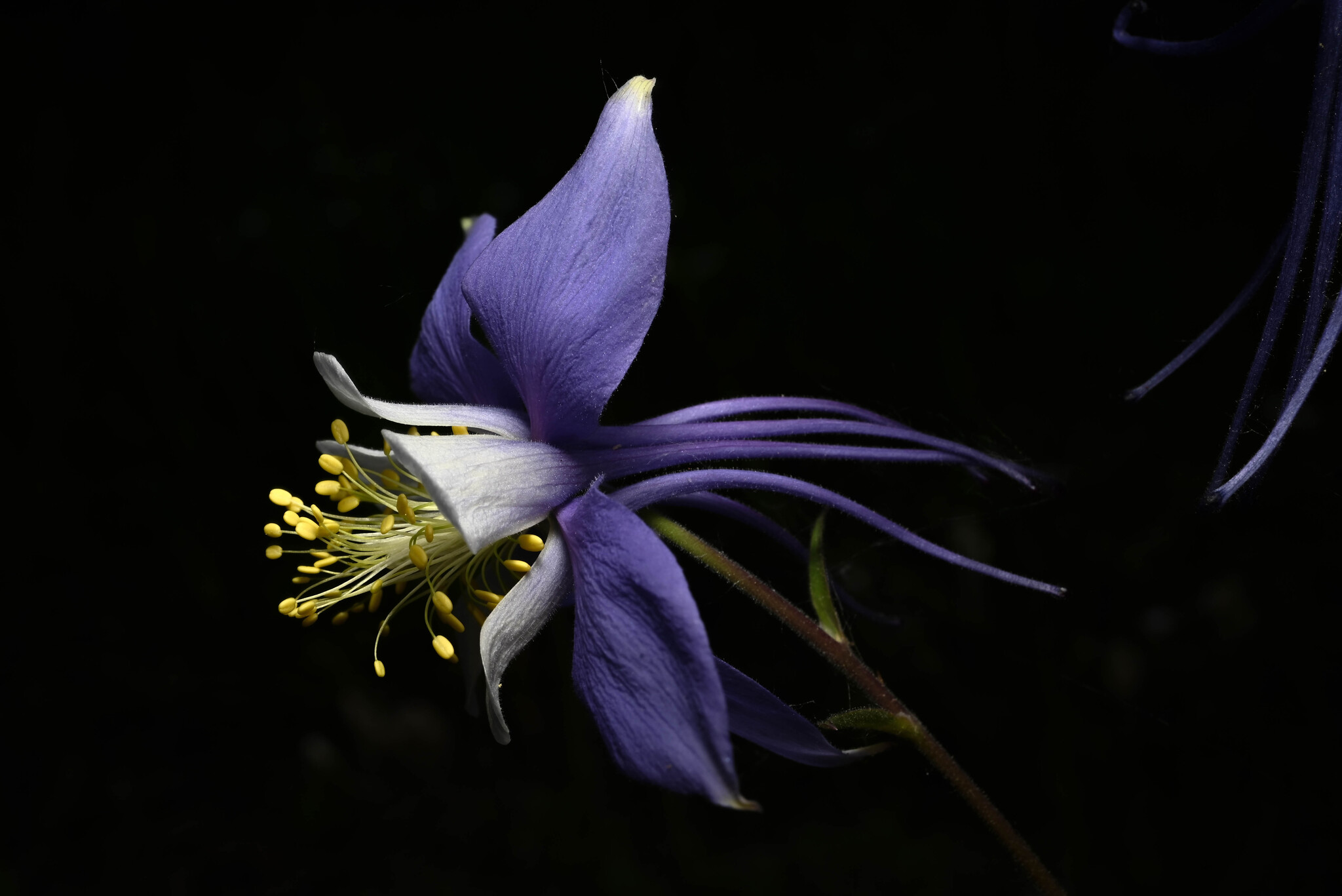 Photograph of Columbine