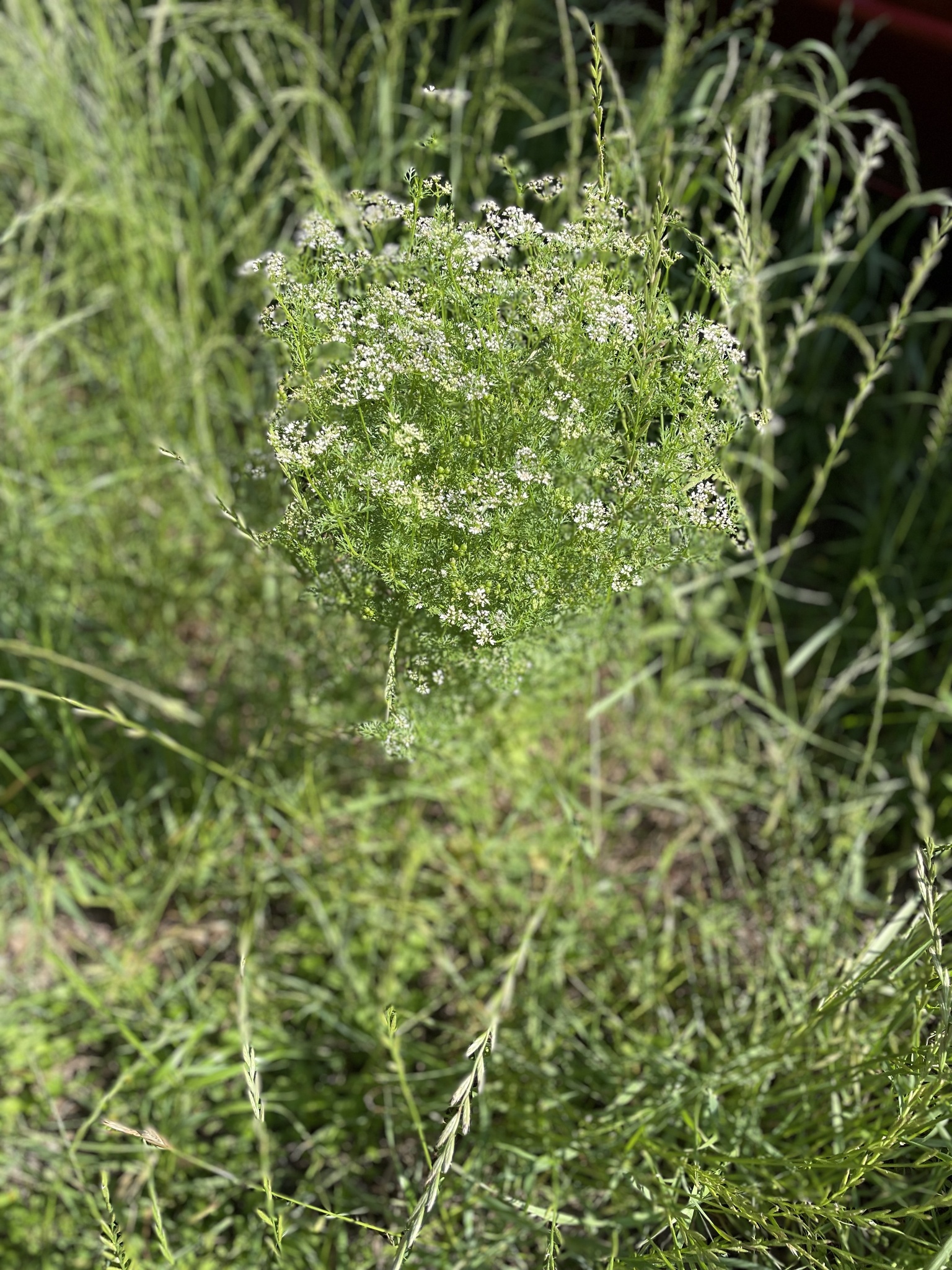 Photograph of Coriander