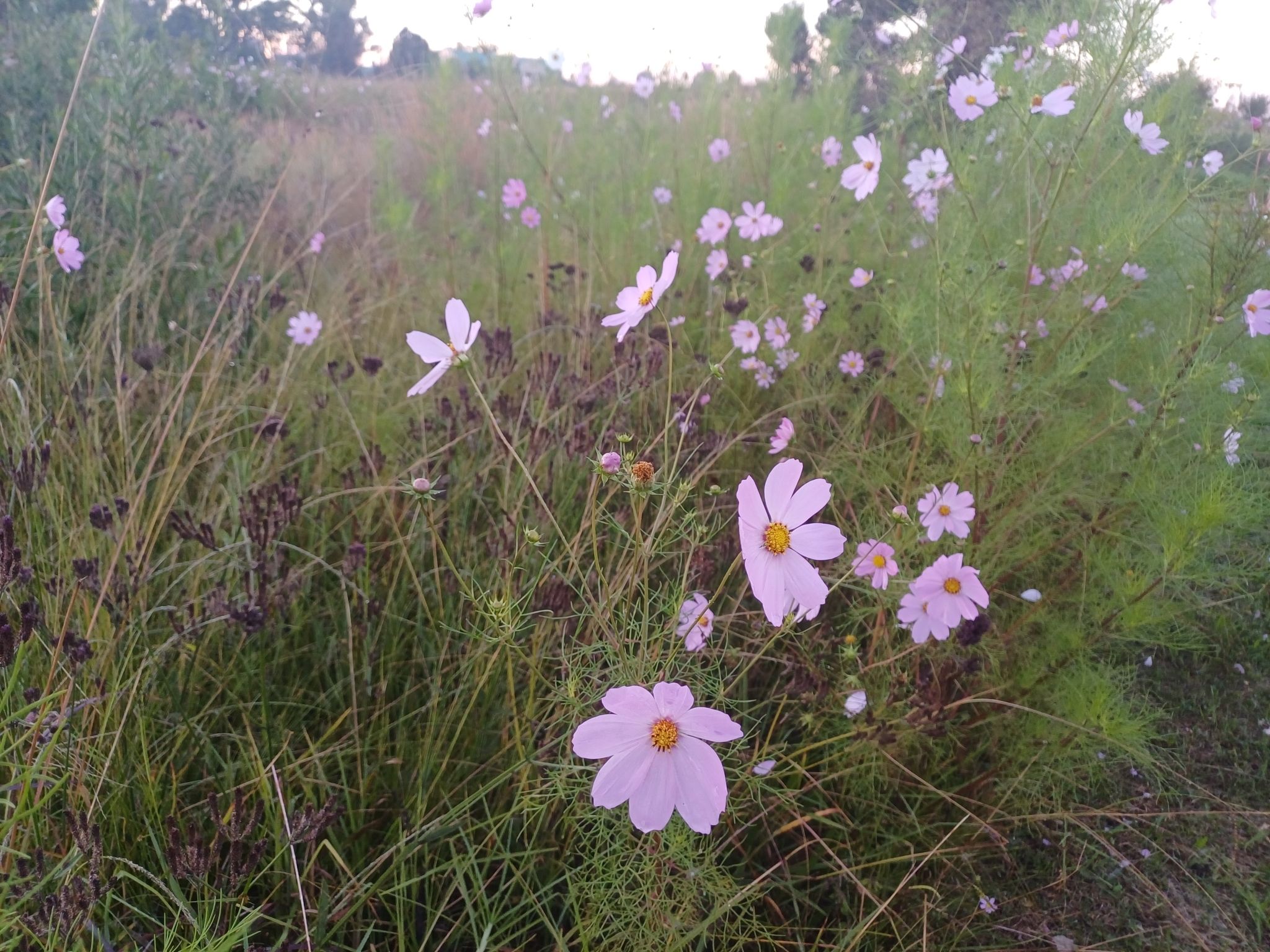 Photograph of Cosmos