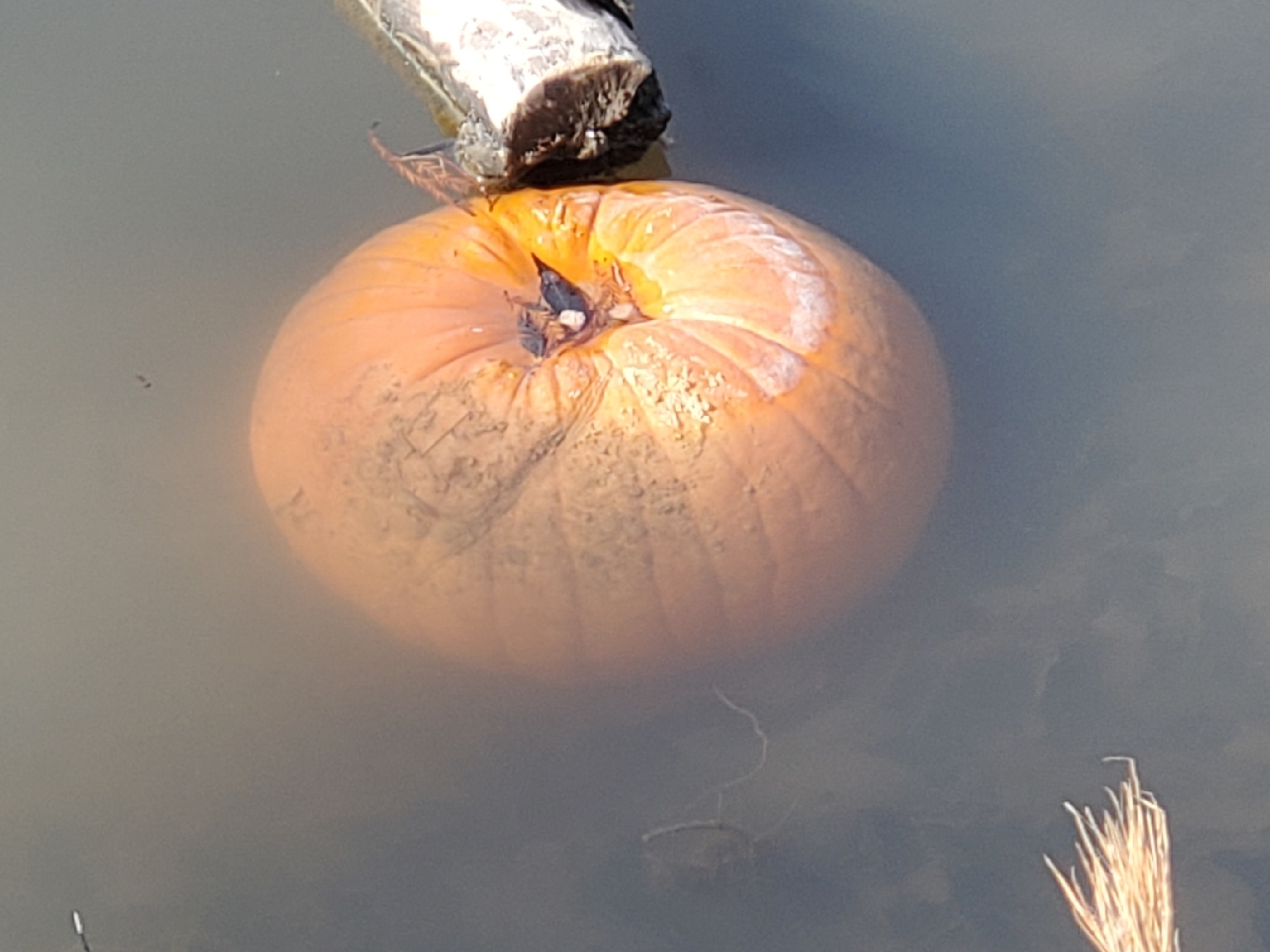 Photograph of Courgette